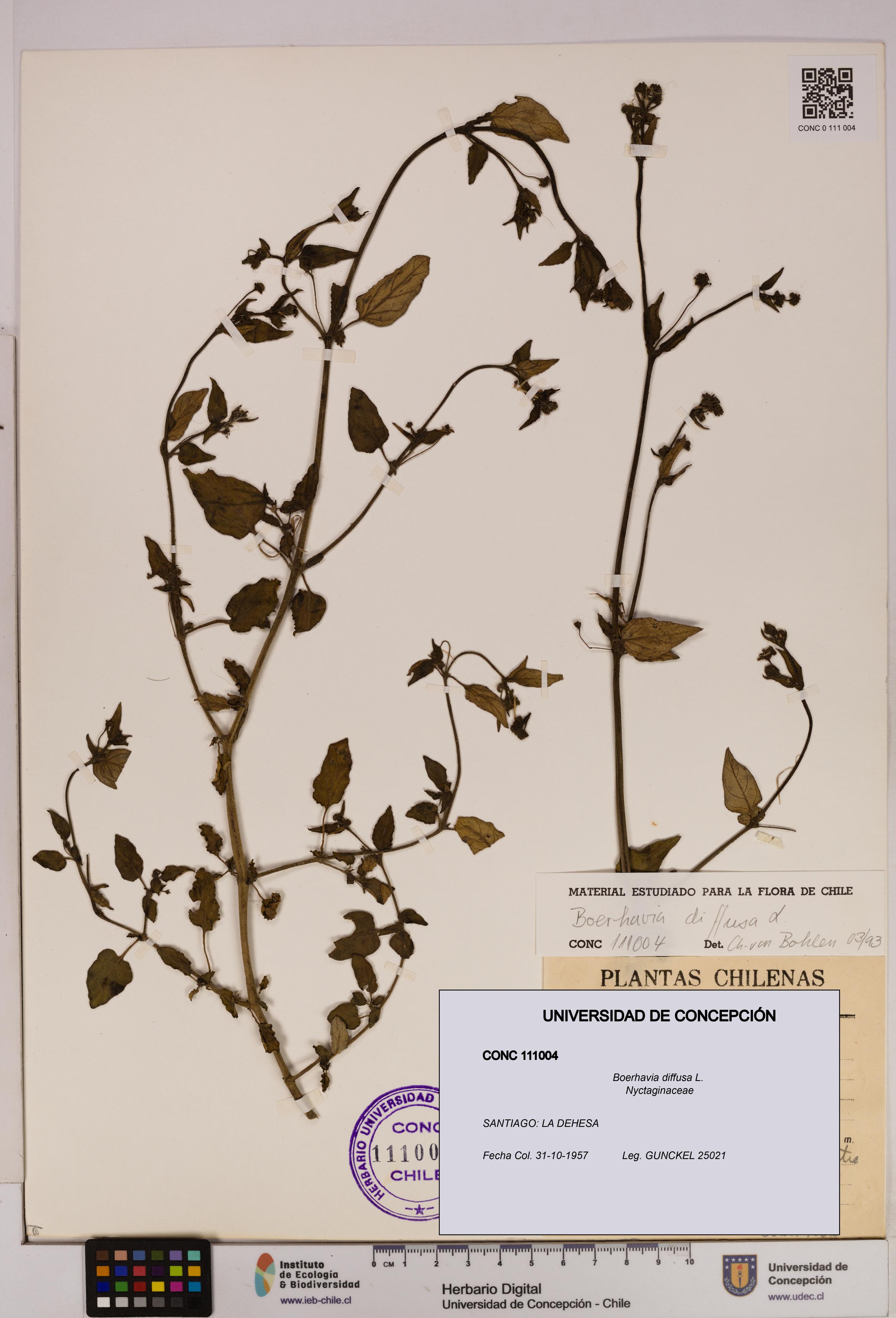 Boerhavia diffusa [Espécimen: UDEC:CONC:0111004]