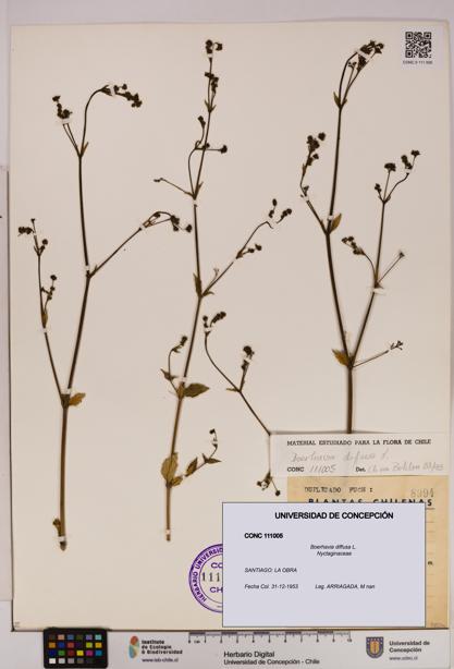 Boerhavia diffusa [Espécimen: UDEC:CONC:0111005]