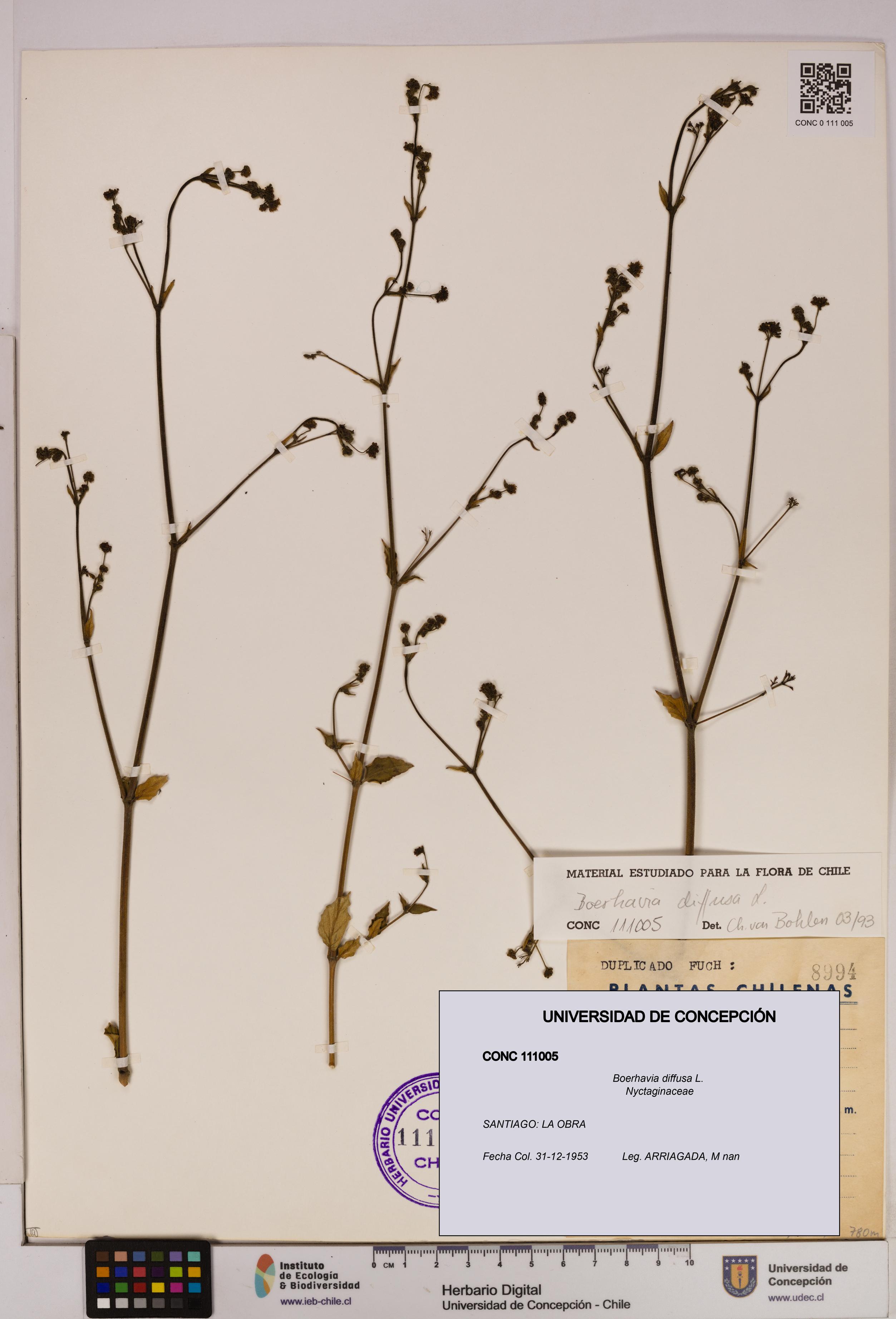 Boerhavia diffusa [Espécimen: UDEC:CONC:0111005]