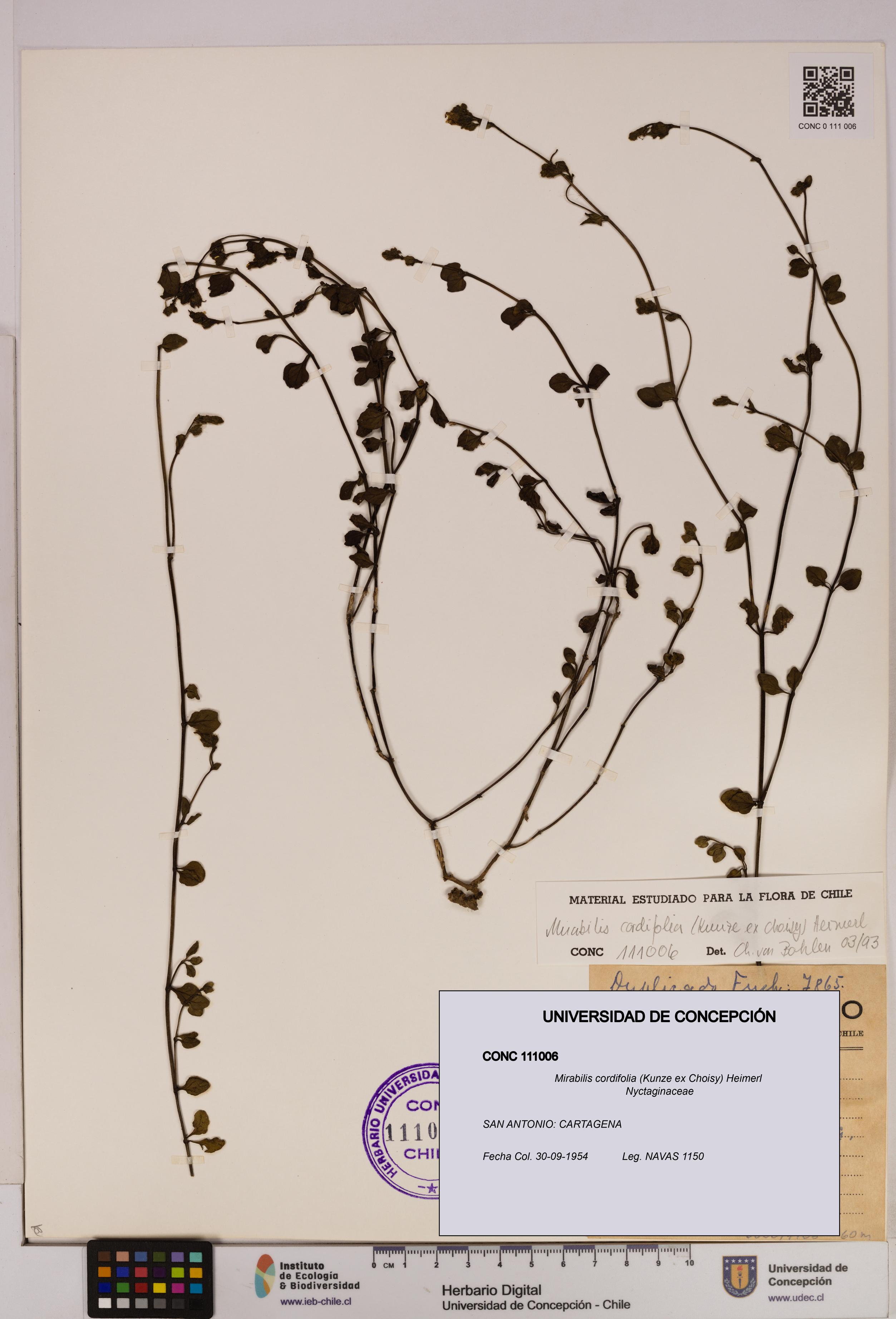 Mirabilis cordifolia [Espécimen: UDEC:CONC:0111006]