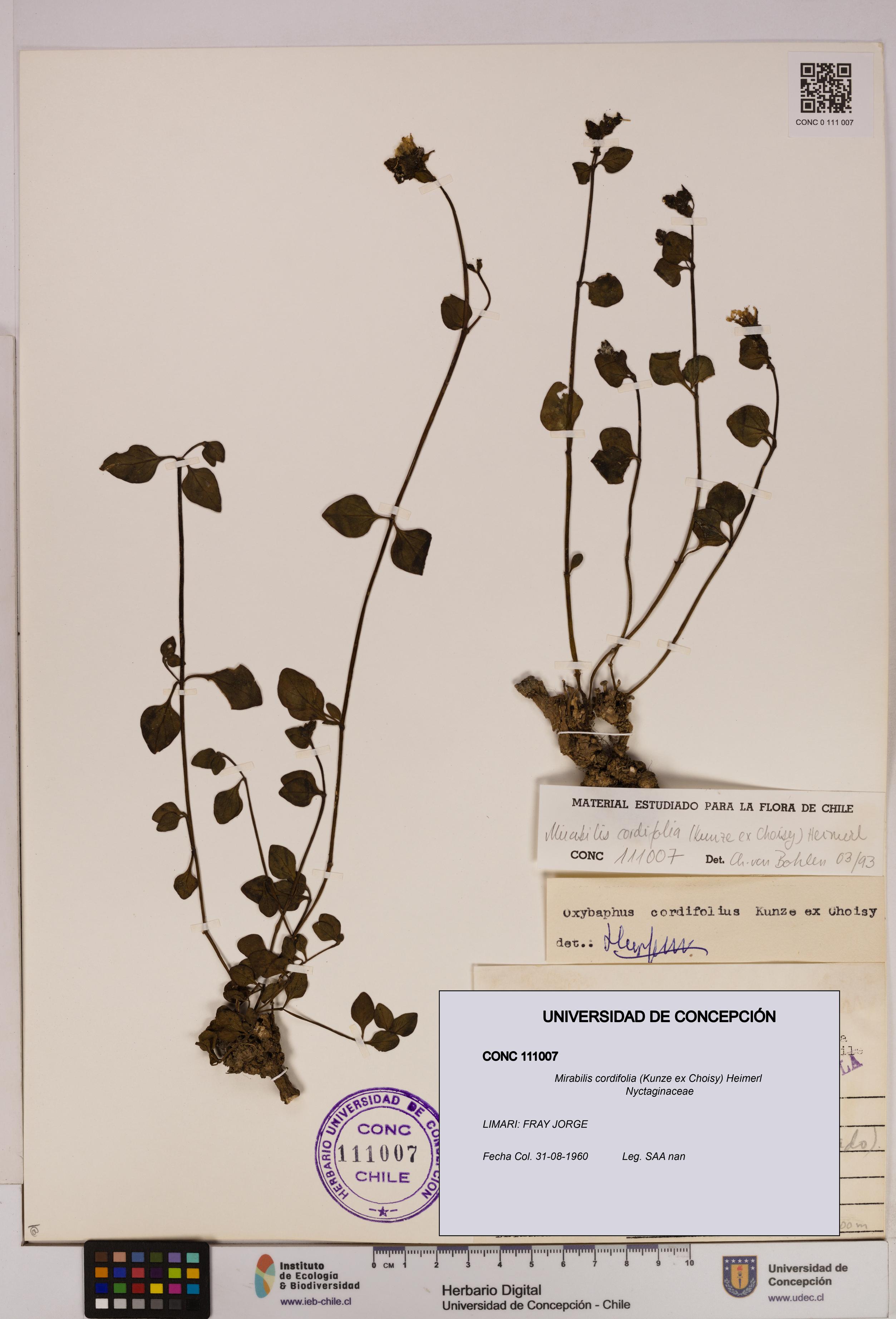 Mirabilis cordifolia [Espécimen: UDEC:CONC:0111007]