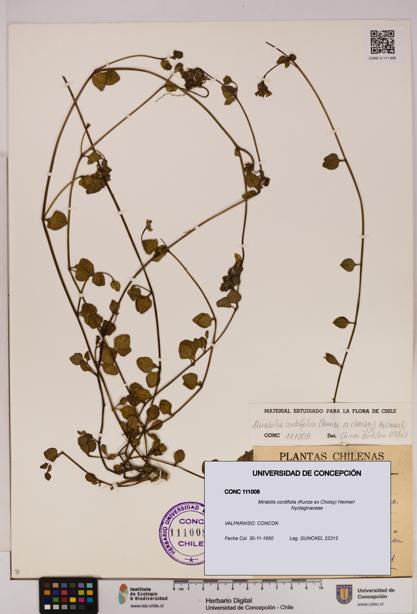 Mirabilis cordifolia [Espécimen: UDEC:CONC:0111008]