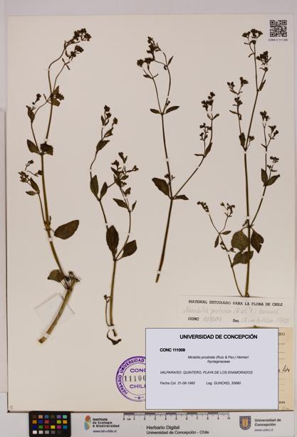 Mirabilis prostrata [Espécimen: UDEC:CONC:0111009]