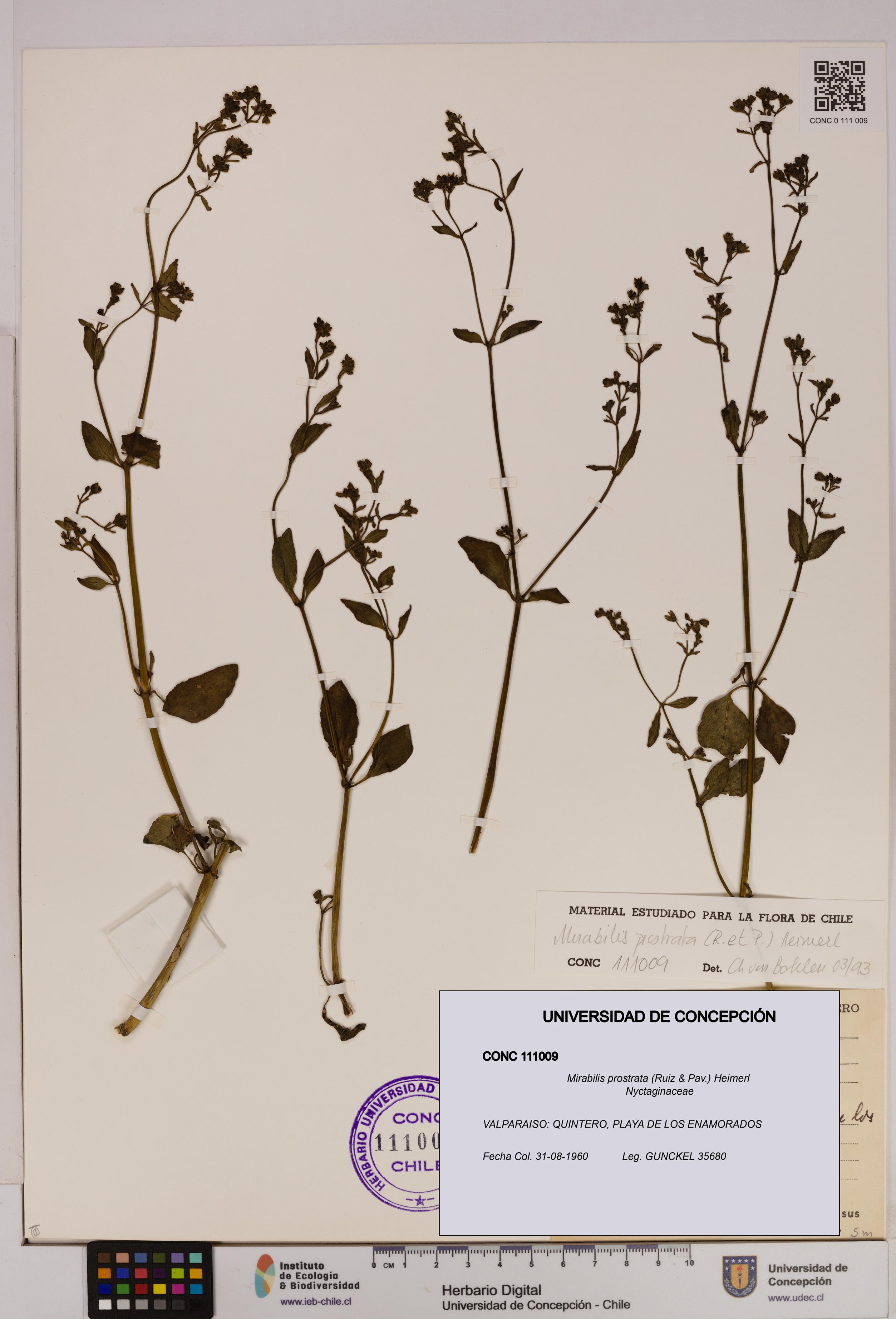 Mirabilis prostrata [Espécimen: UDEC:CONC:0111009]