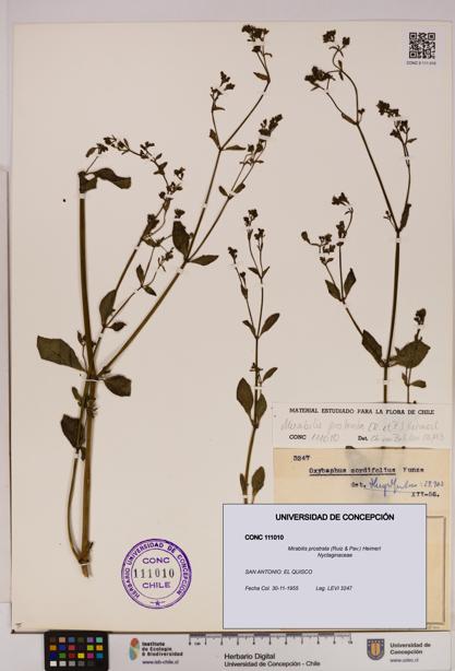 Mirabilis prostrata [Espécimen: UDEC:CONC:0111010]