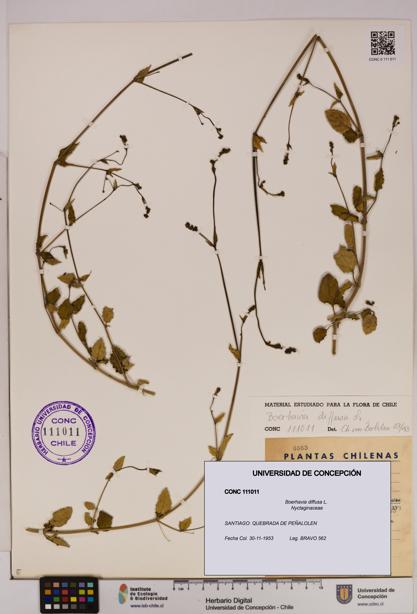 Boerhavia diffusa [Espécimen: UDEC:CONC:0111011]