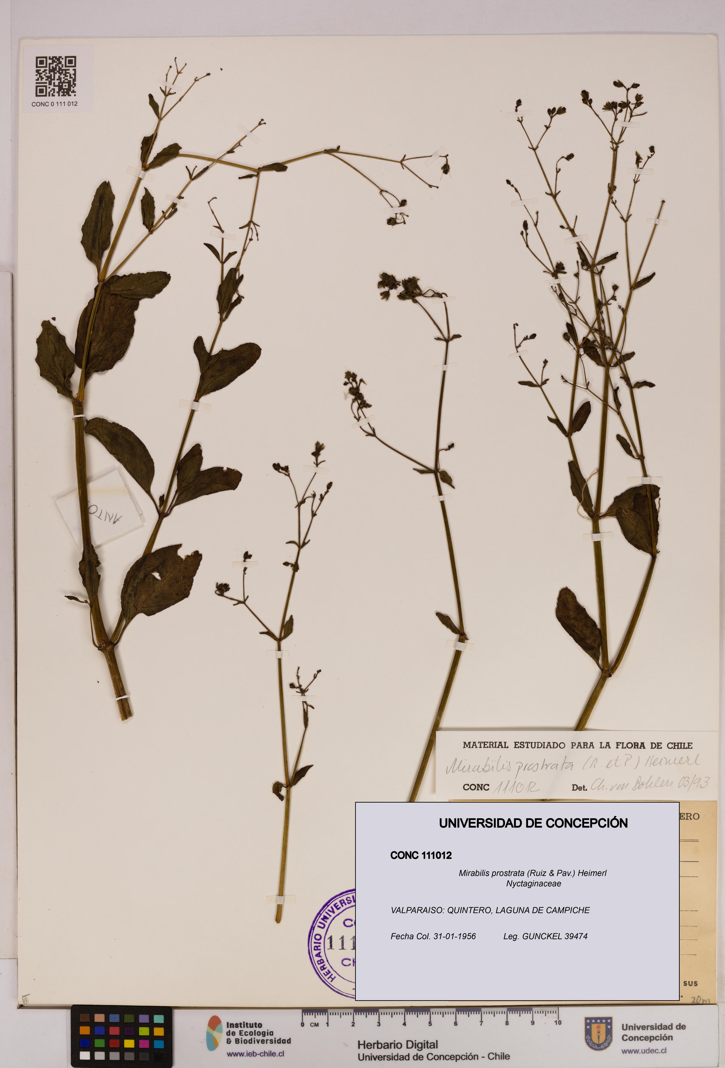 Mirabilis prostrata [Espécimen: UDEC:CONC:0111012]