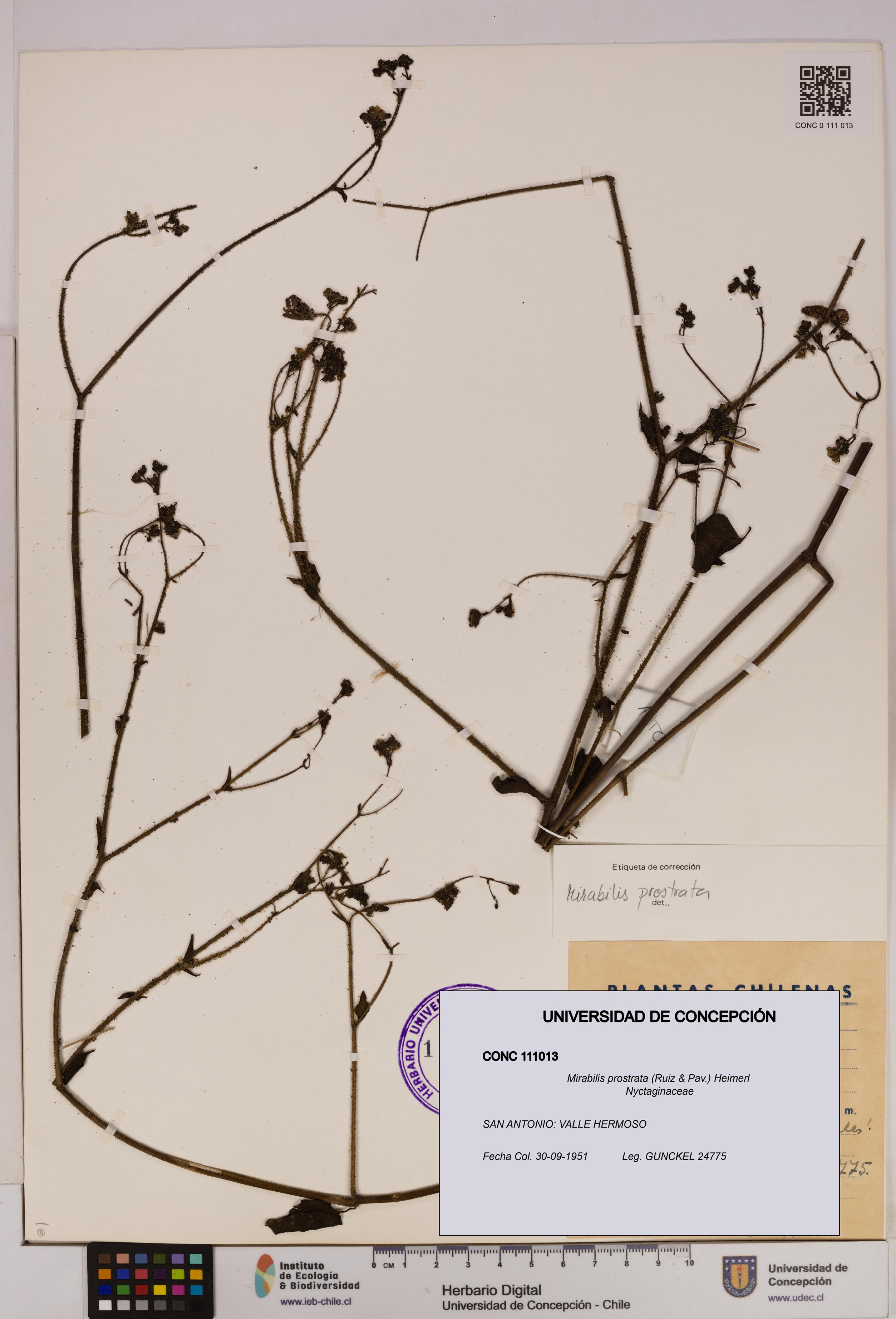 Mirabilis prostrata [Espécimen: UDEC:CONC:0111013]