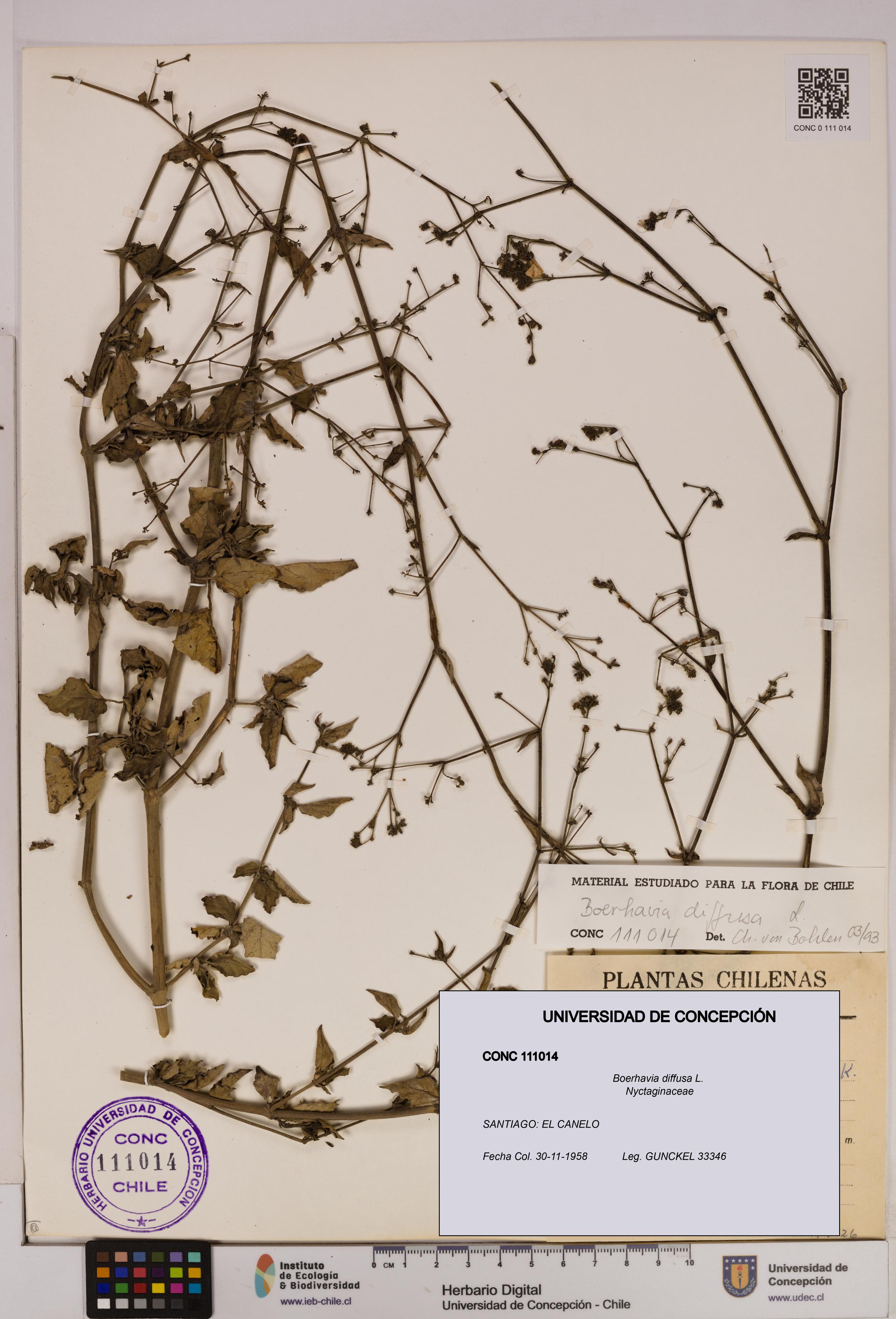 Boerhavia diffusa [Espécimen: UDEC:CONC:0111014]