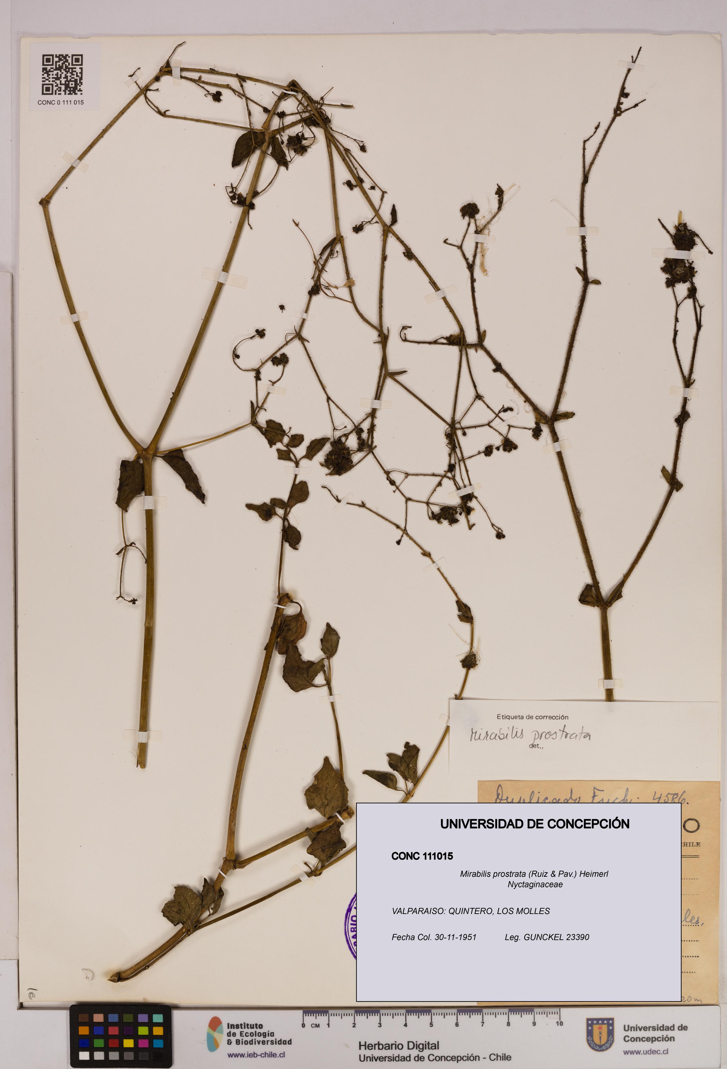 Mirabilis prostrata [Espécimen: UDEC:CONC:0111015]