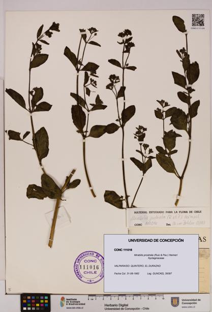 Mirabilis prostrata [Espécimen: UDEC:CONC:0111016]