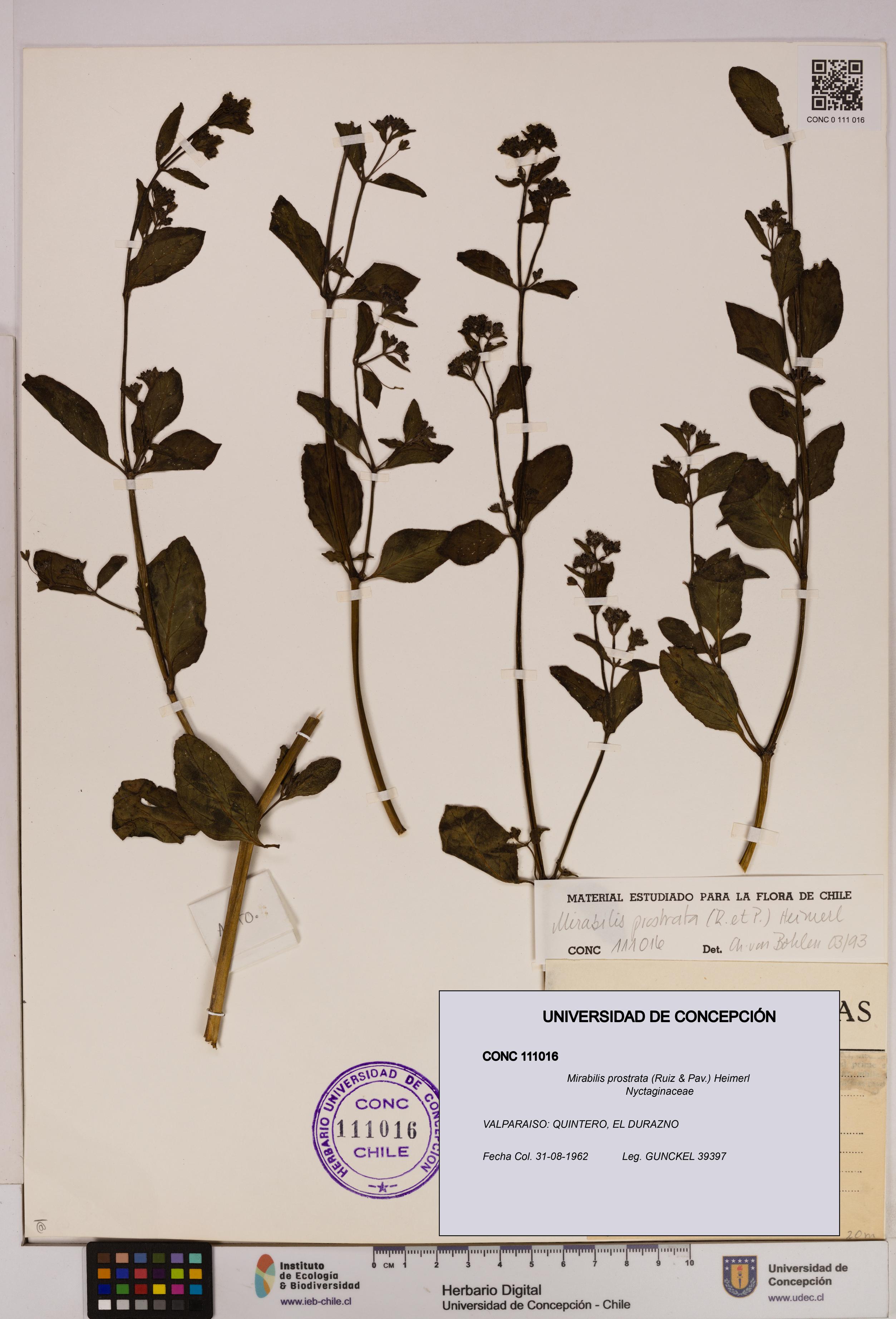 Mirabilis prostrata [Espécimen: UDEC:CONC:0111016]