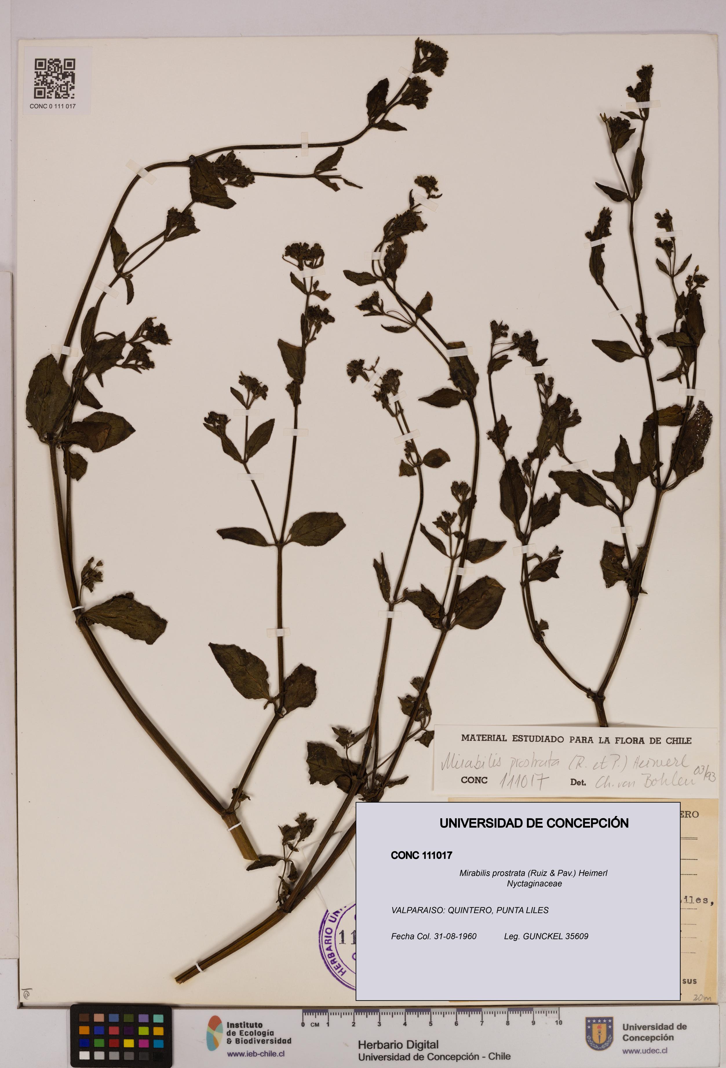 Mirabilis prostrata [Espécimen: UDEC:CONC:0111017]