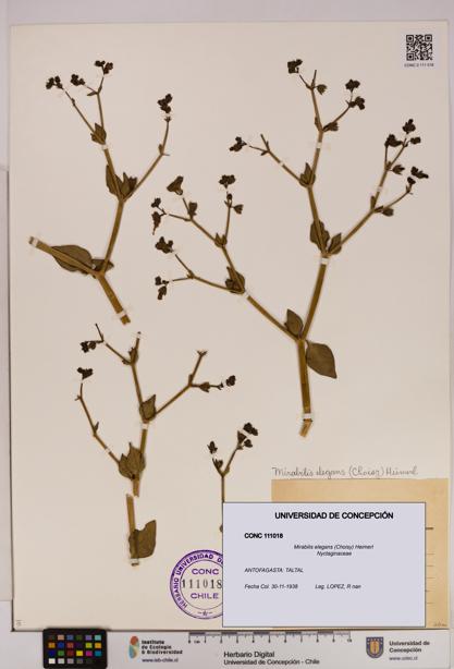 Mirabilis elegans [Espécimen: UDEC:CONC:0111018]