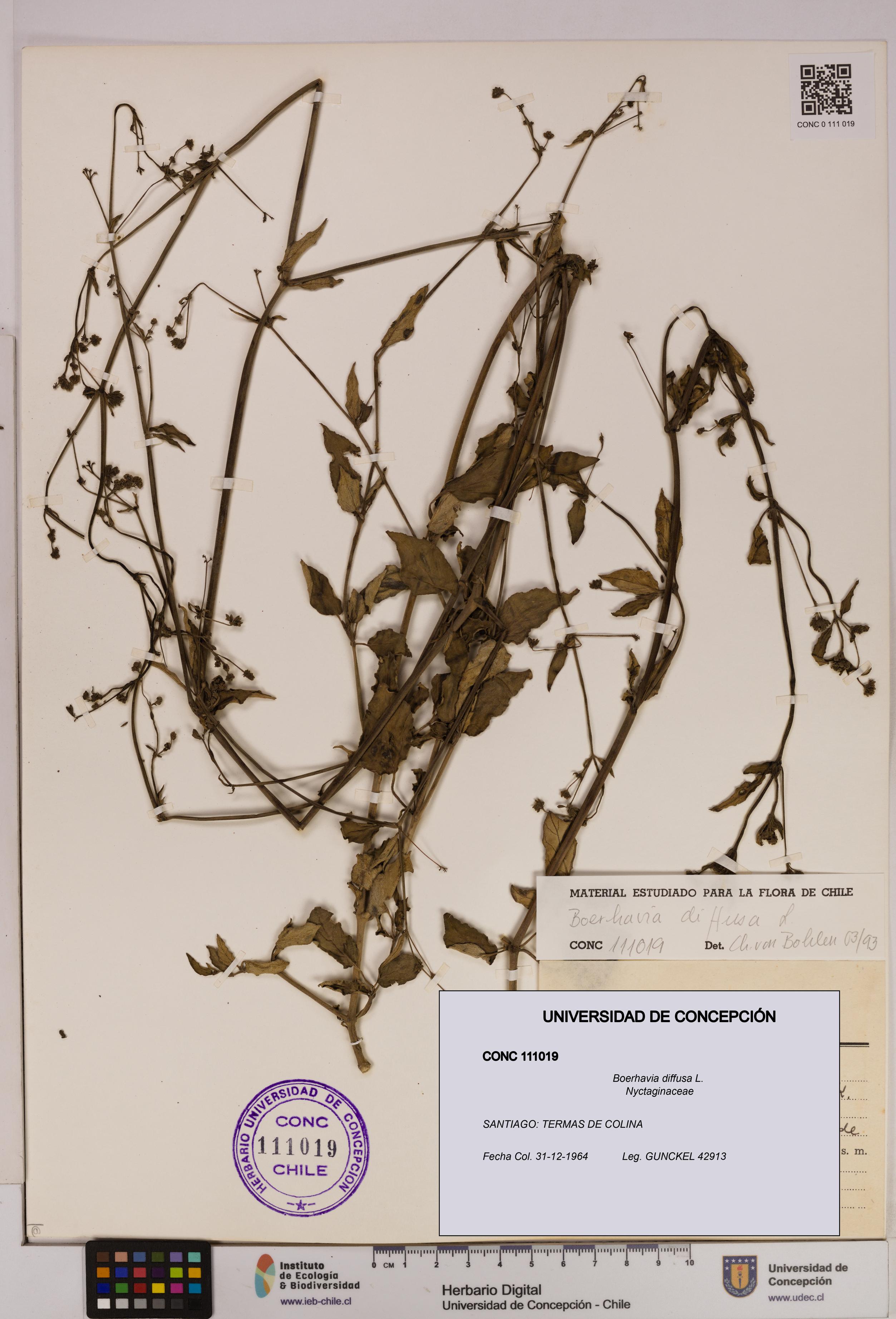 Boerhavia diffusa [Espécimen: UDEC:CONC:0111019]