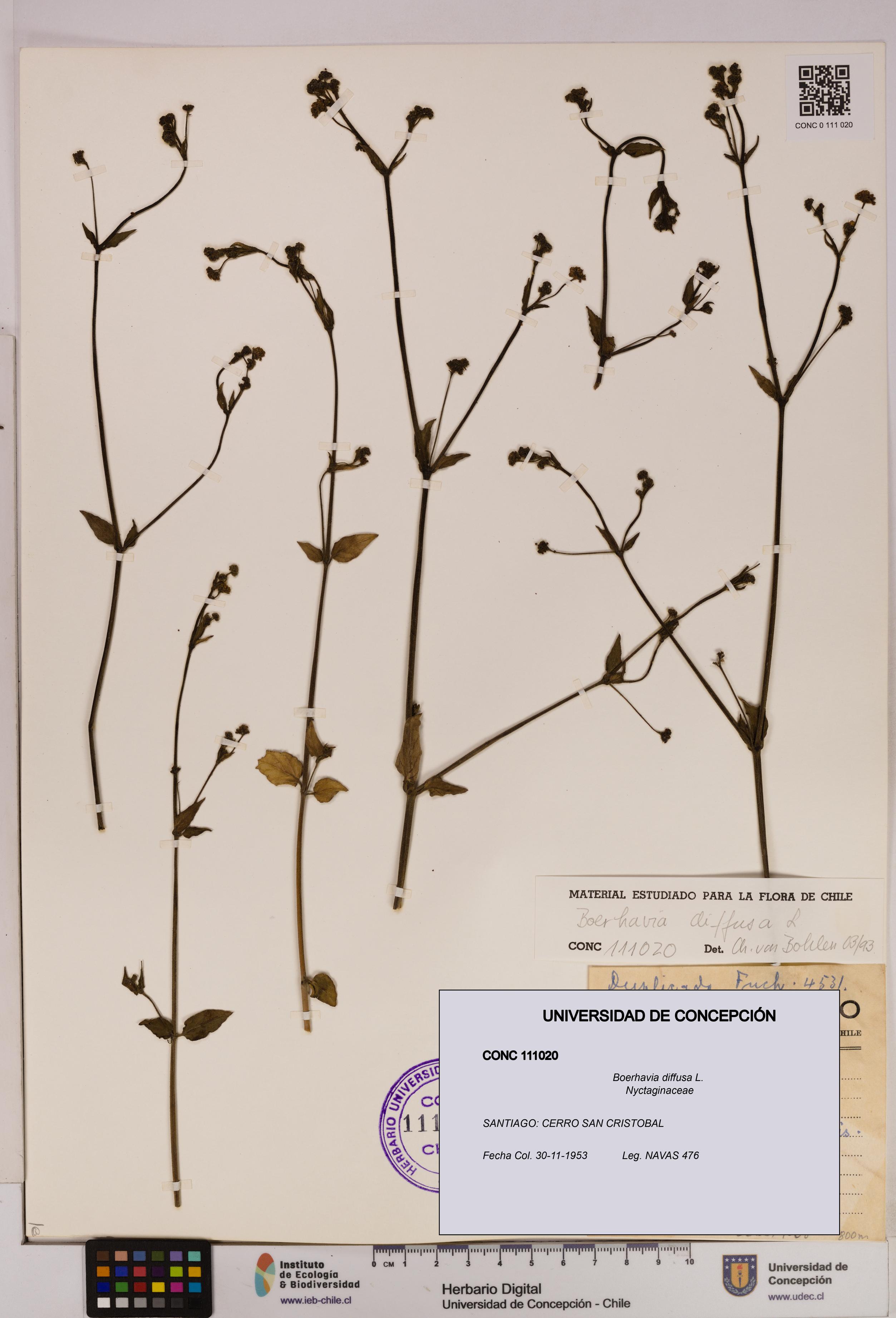 Boerhavia diffusa [Espécimen: UDEC:CONC:0111020]