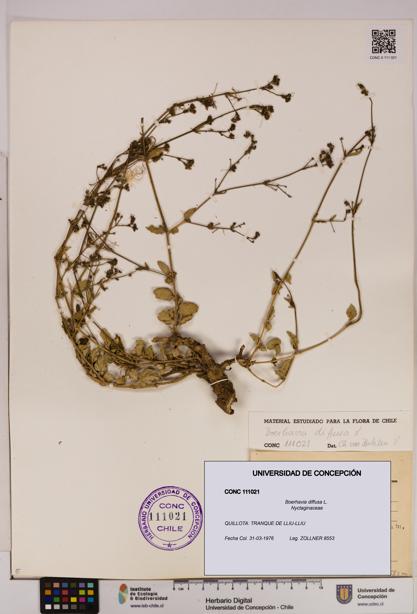 Boerhavia diffusa [Espécimen: UDEC:CONC:0111021]