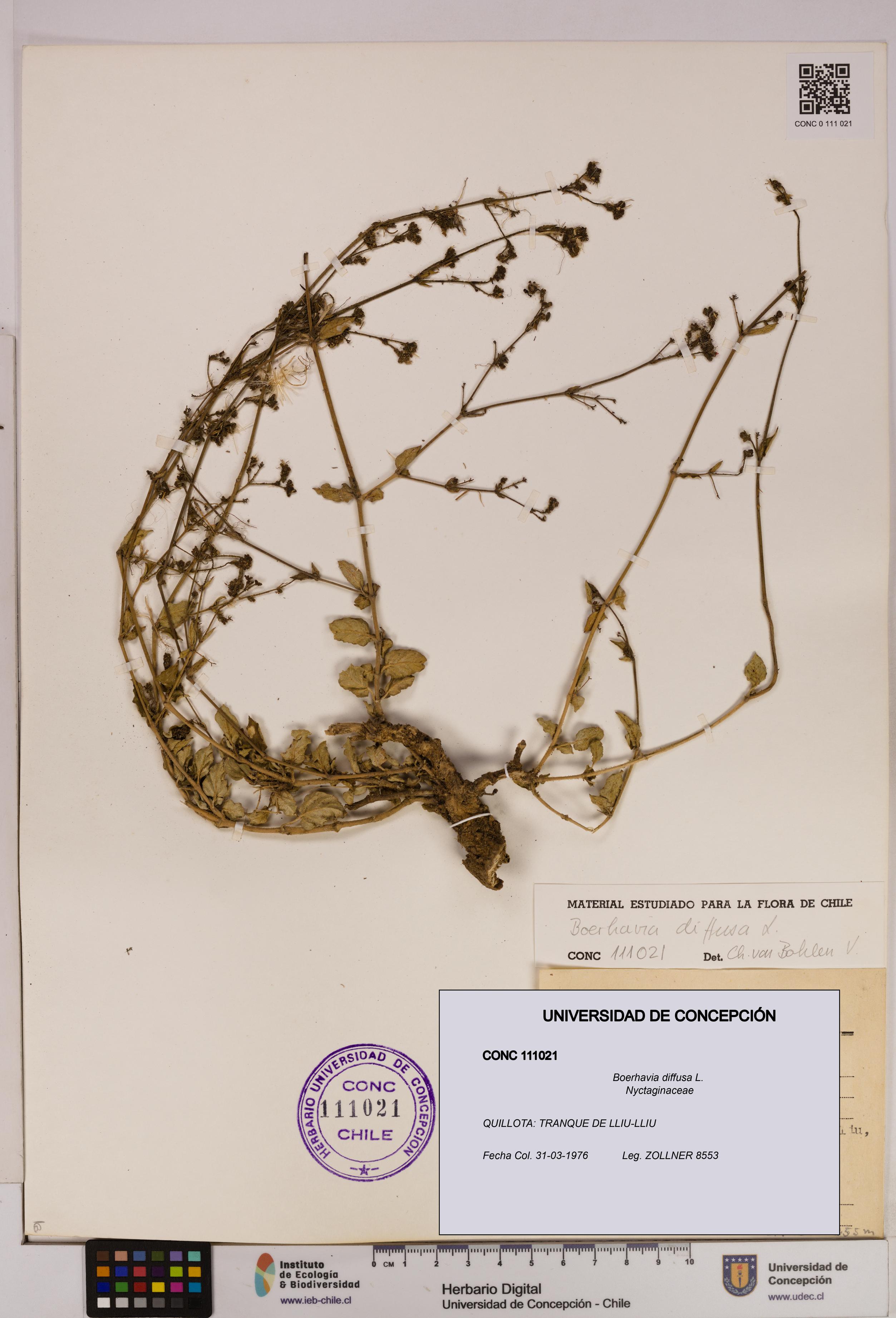 Boerhavia diffusa [Espécimen: UDEC:CONC:0111021]