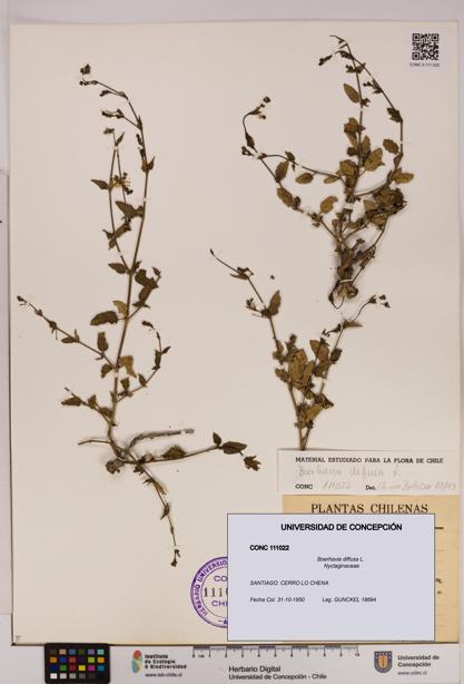 Boerhavia diffusa [Espécimen: UDEC:CONC:0111022]