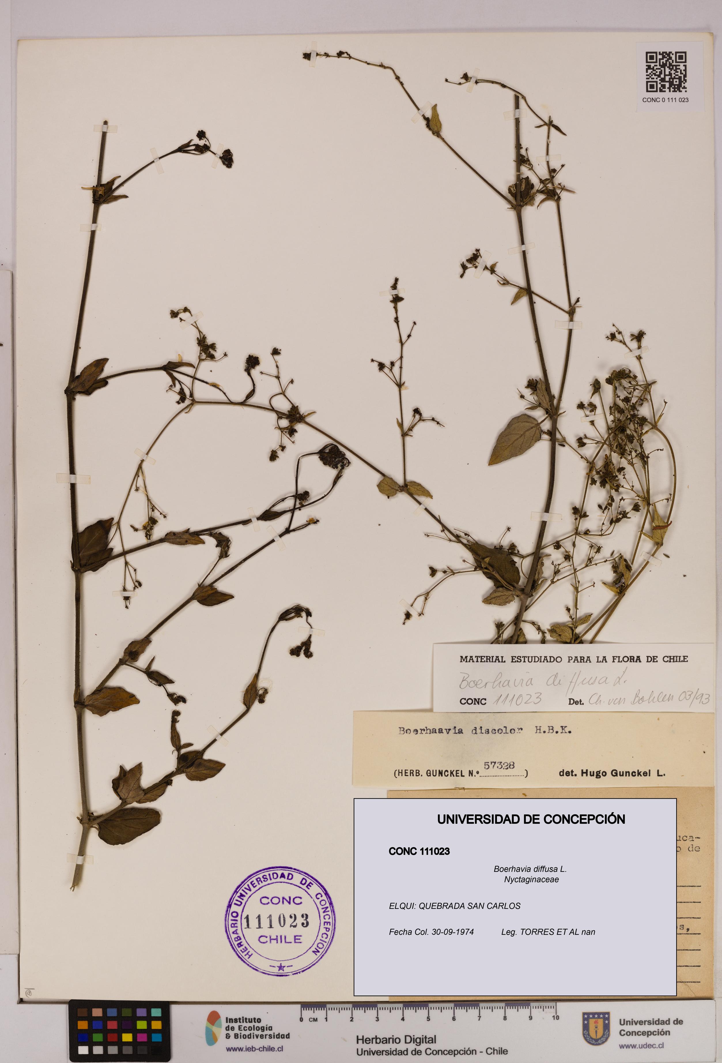 Boerhavia diffusa [Espécimen: UDEC:CONC:0111023]