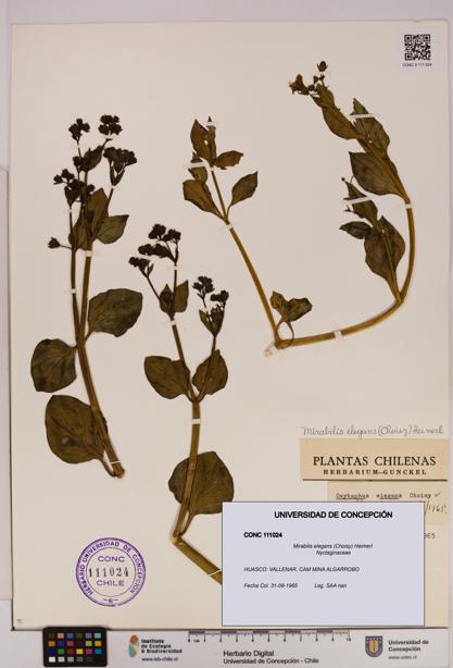 Mirabilis elegans [Espécimen: UDEC:CONC:0111024]