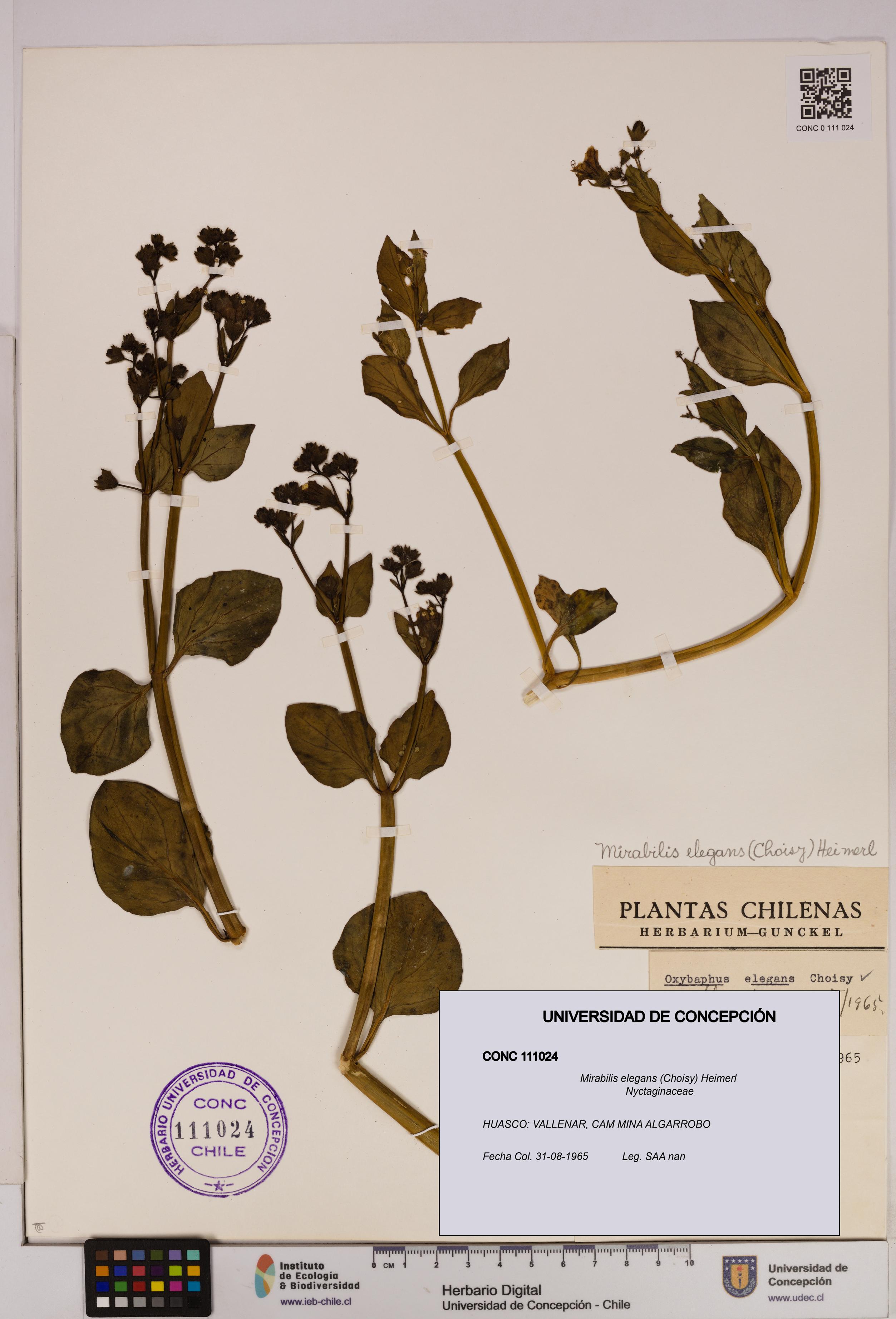 Mirabilis elegans [Espécimen: UDEC:CONC:0111024]