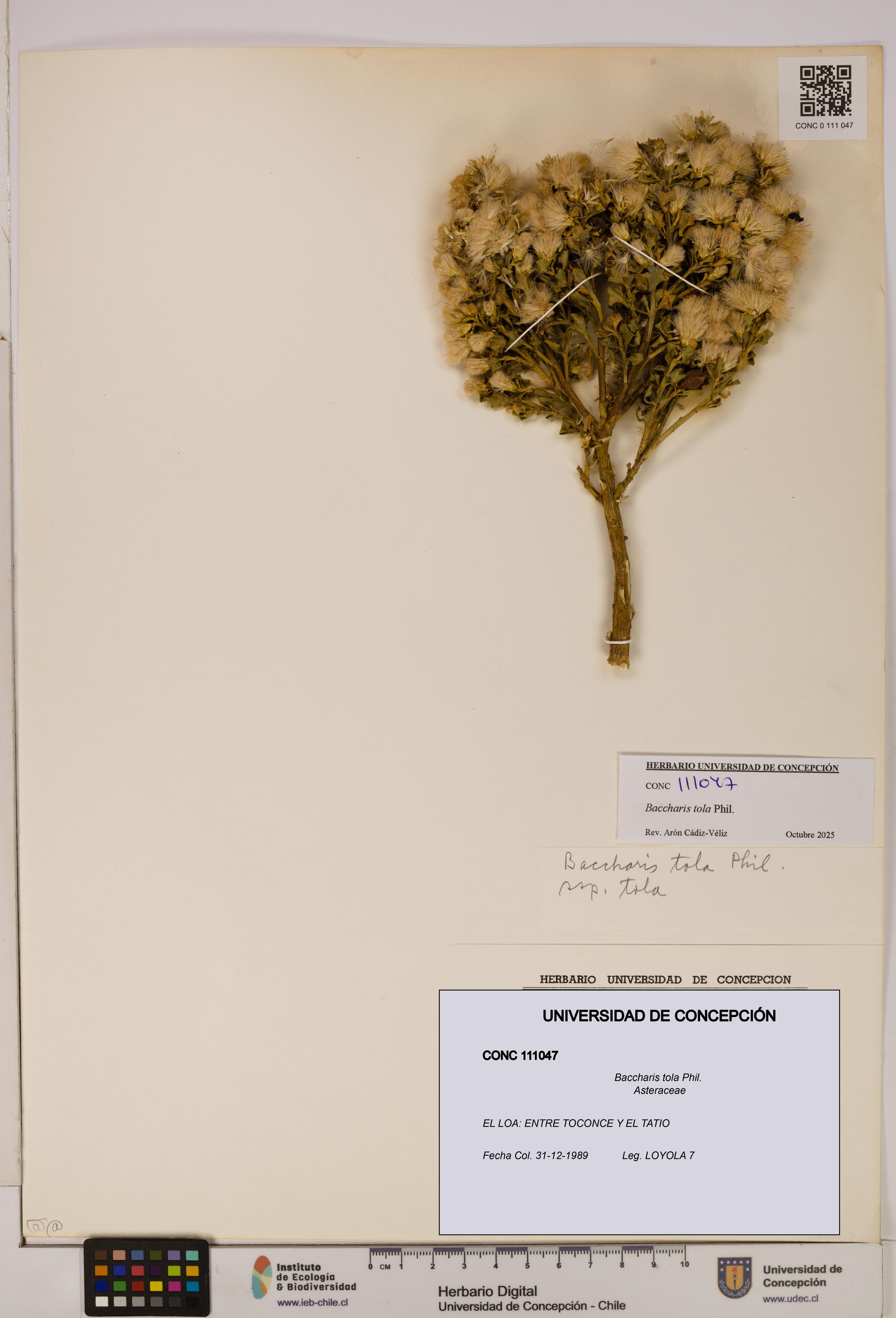 Baccharis tola [Espécimen: UDEC:CONC:0111047]