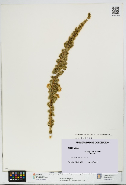 Senecio nutans [Espécimen: UDEC:CONC:0111049]