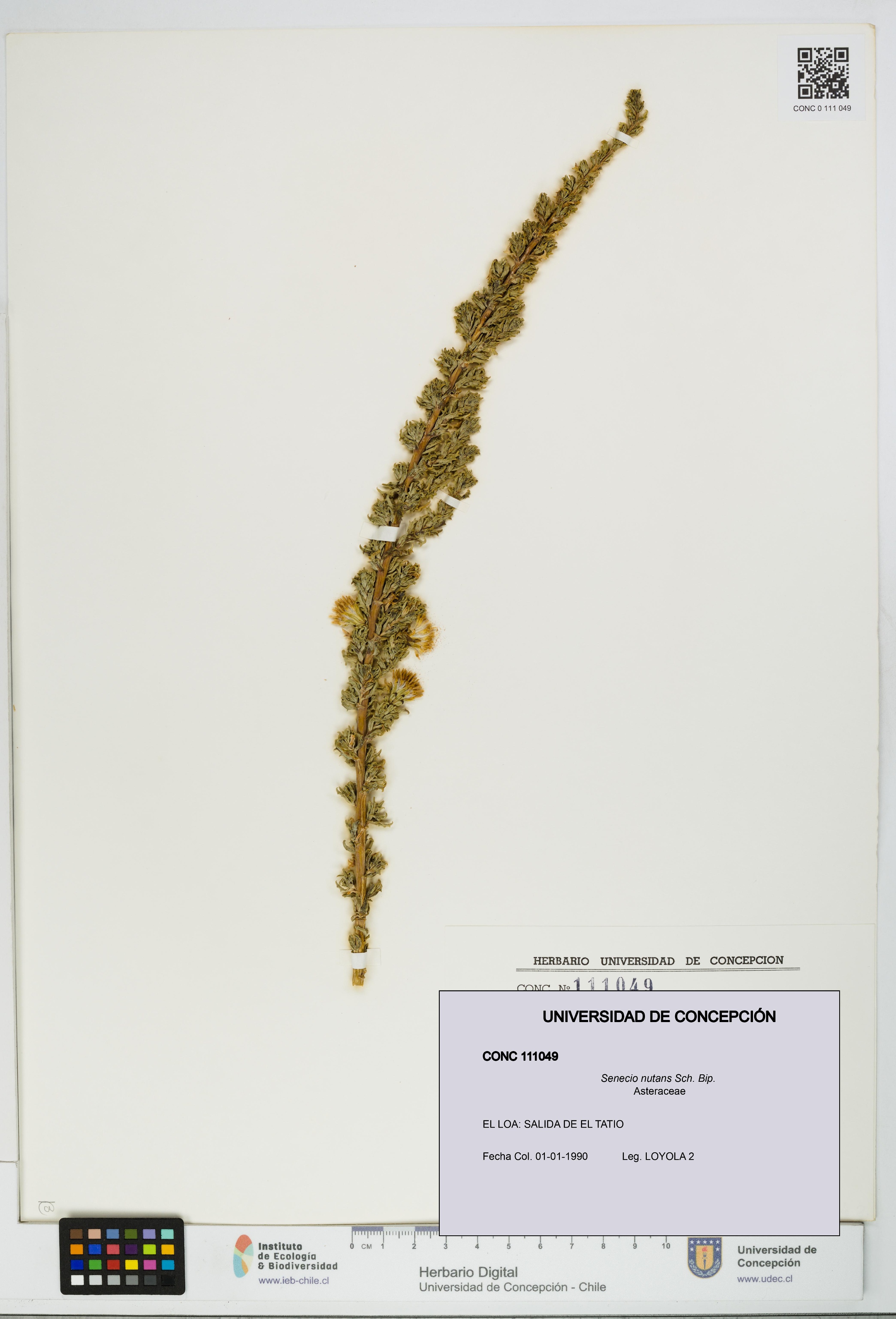 Senecio nutans [Espécimen: UDEC:CONC:0111049]