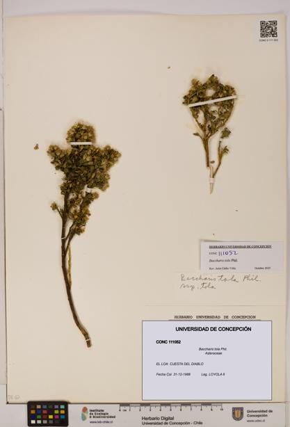 Baccharis tola [Espécimen: UDEC:CONC:0111052]