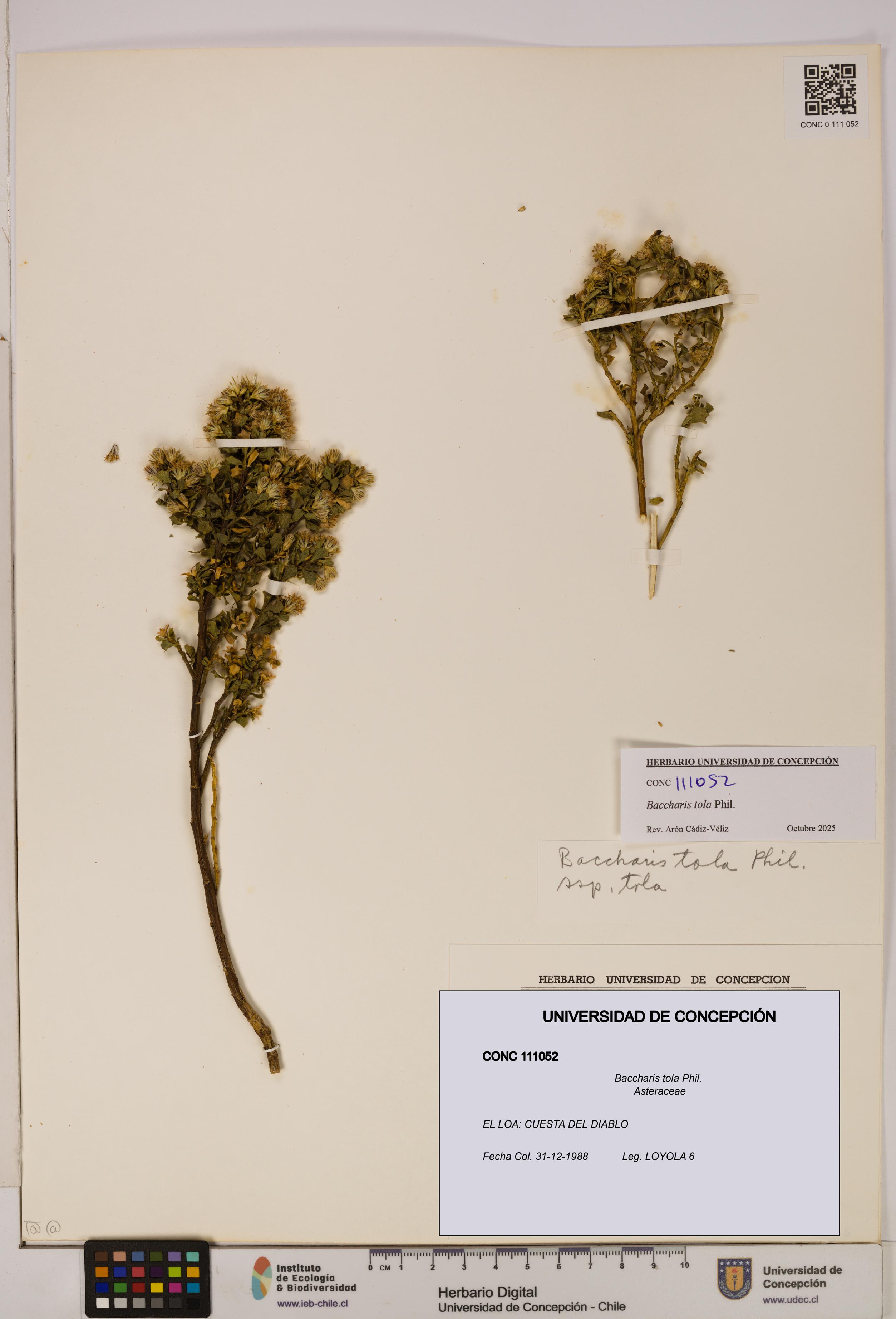 Baccharis tola [Espécimen: UDEC:CONC:0111052]