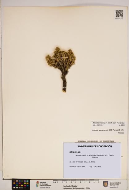 Azorella trisecta [Espécimen: ]