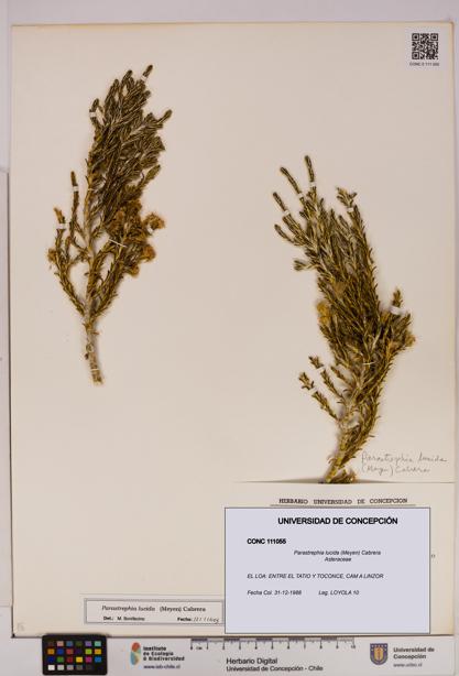 Parastrephia lucida [Espécimen: UDEC:CONC:0111055]