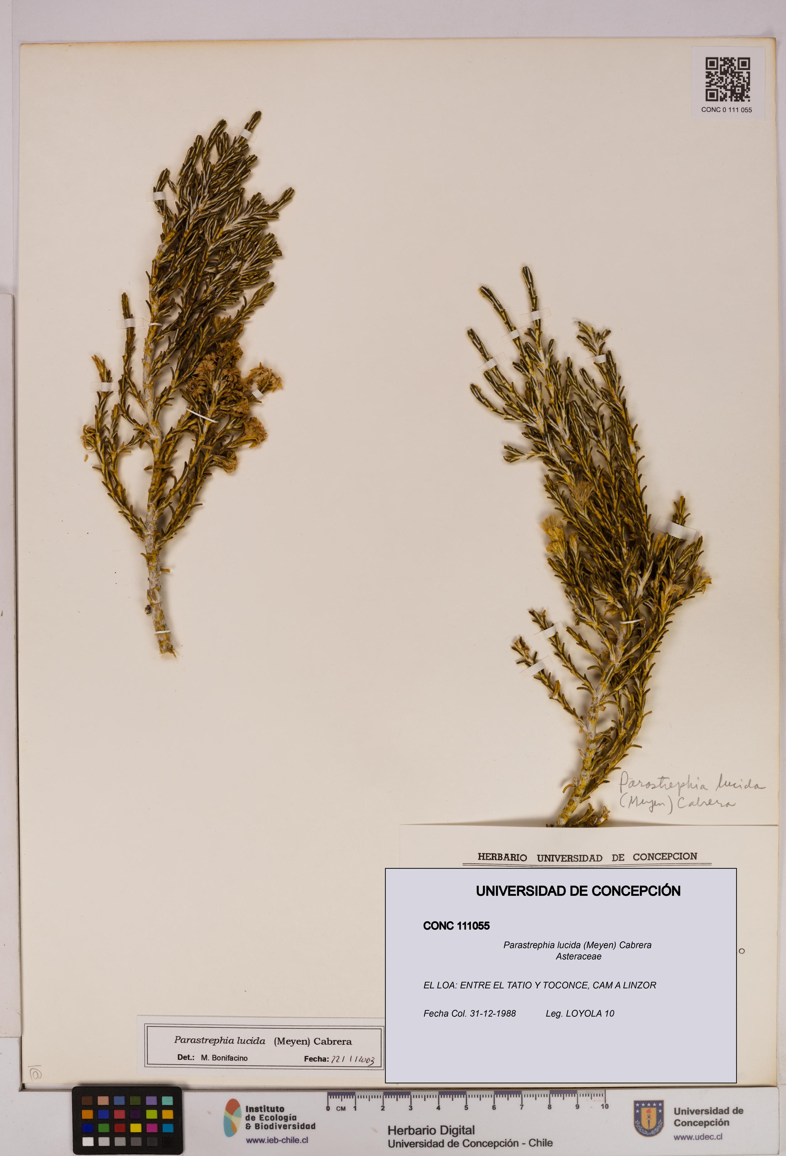 Parastrephia lucida [Espécimen: UDEC:CONC:0111055]