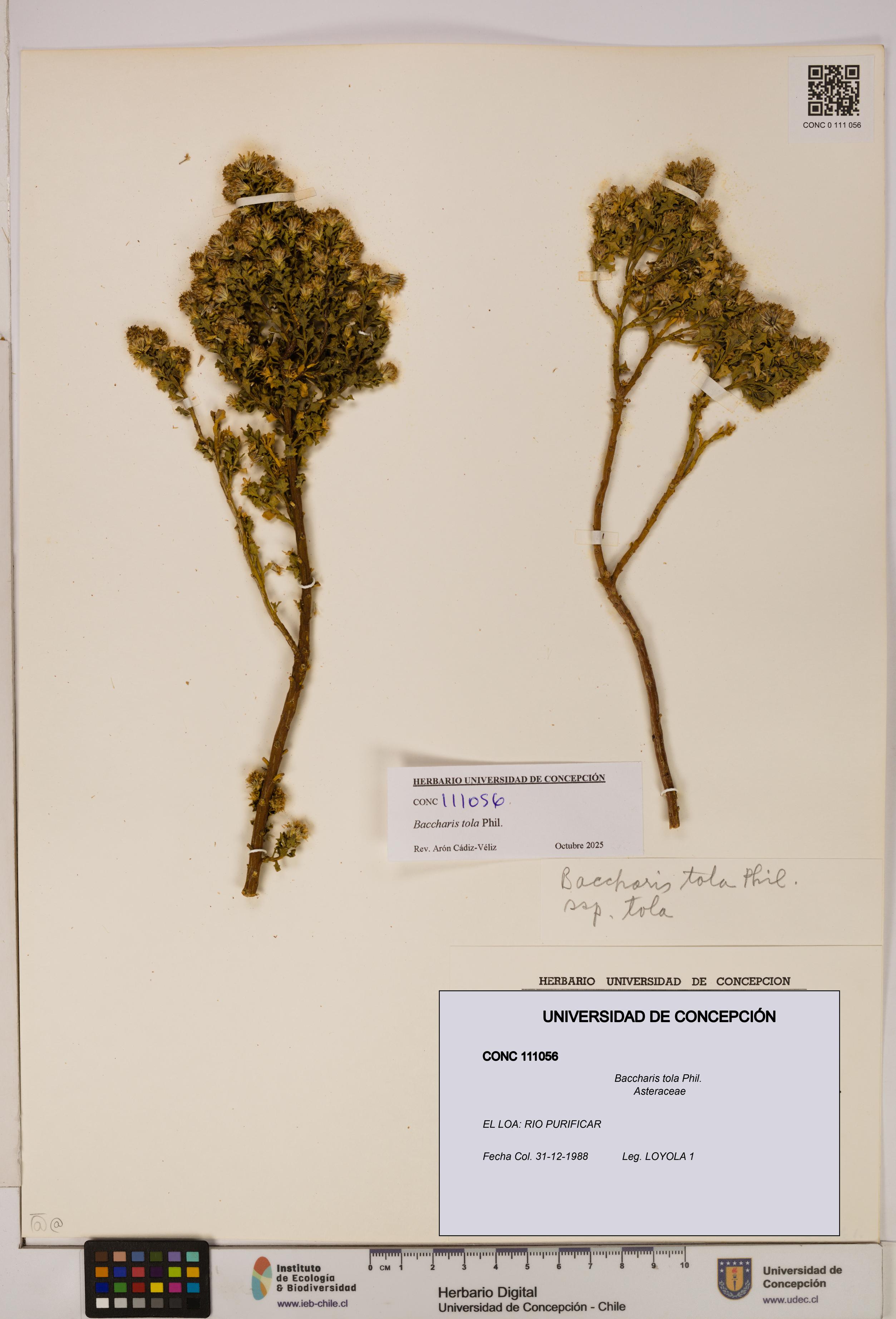 Baccharis tola [Espécimen: UDEC:CONC:0111056]