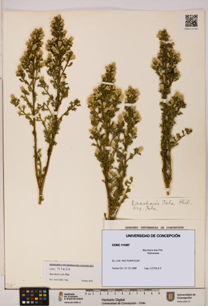Baccharis tola [Espécimen: UDEC:CONC:0111057]