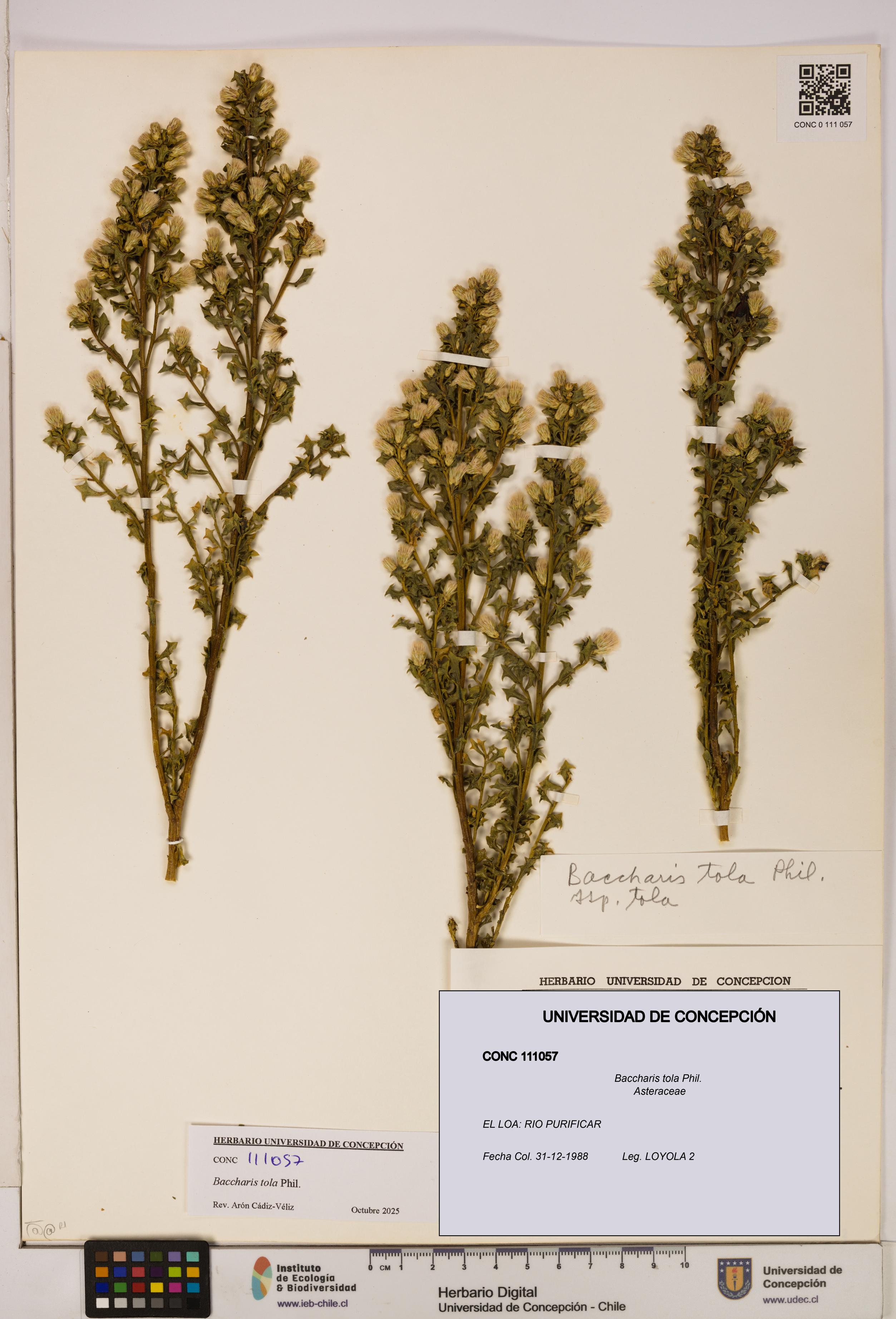 Baccharis tola [Espécimen: UDEC:CONC:0111057]