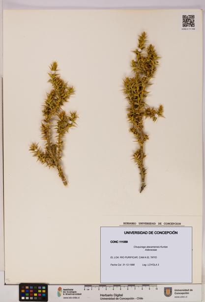 Chuquiraga atacamensis [Espécimen: UDEC:CONC:0111058]