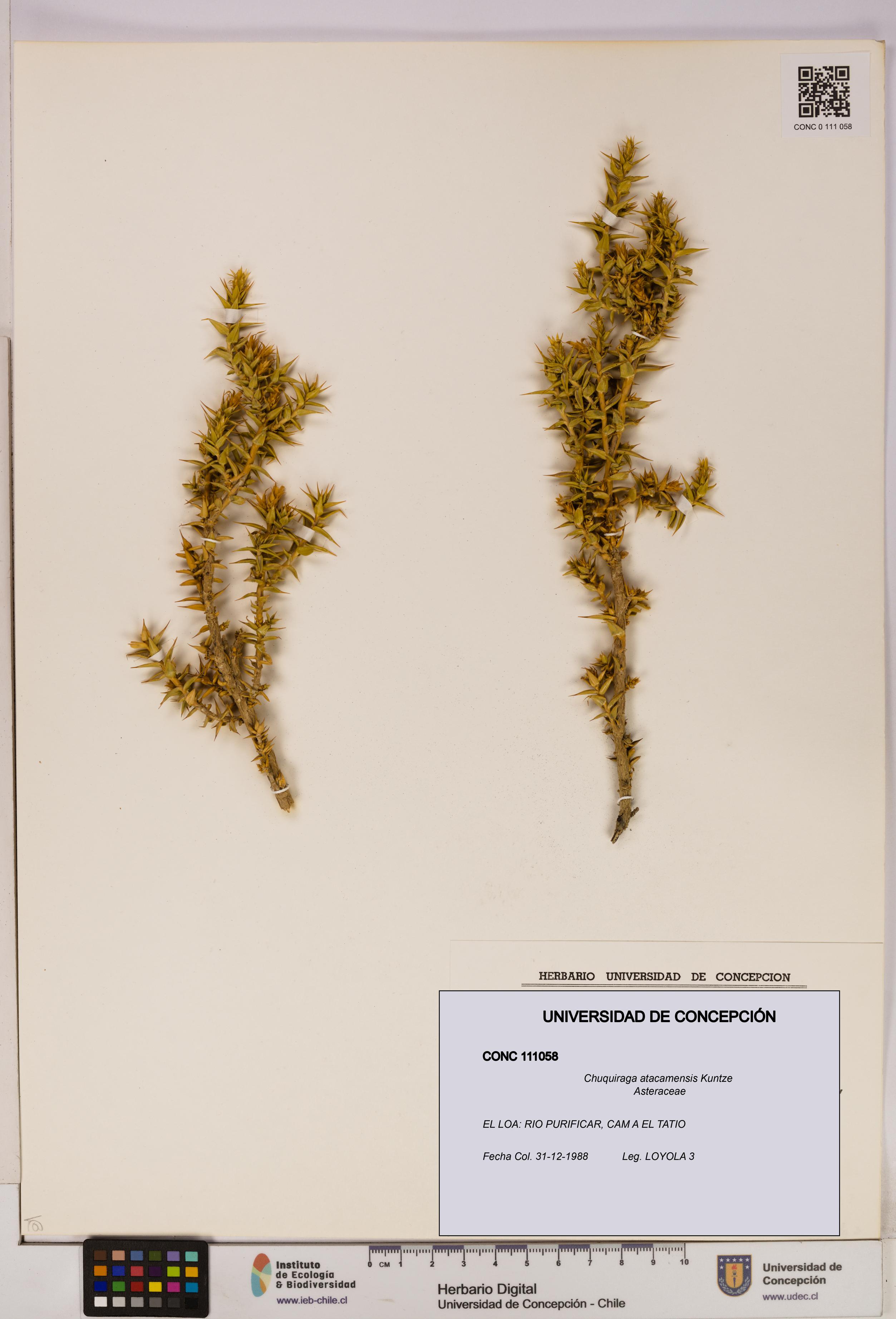 Chuquiraga atacamensis [Espécimen: UDEC:CONC:0111058]