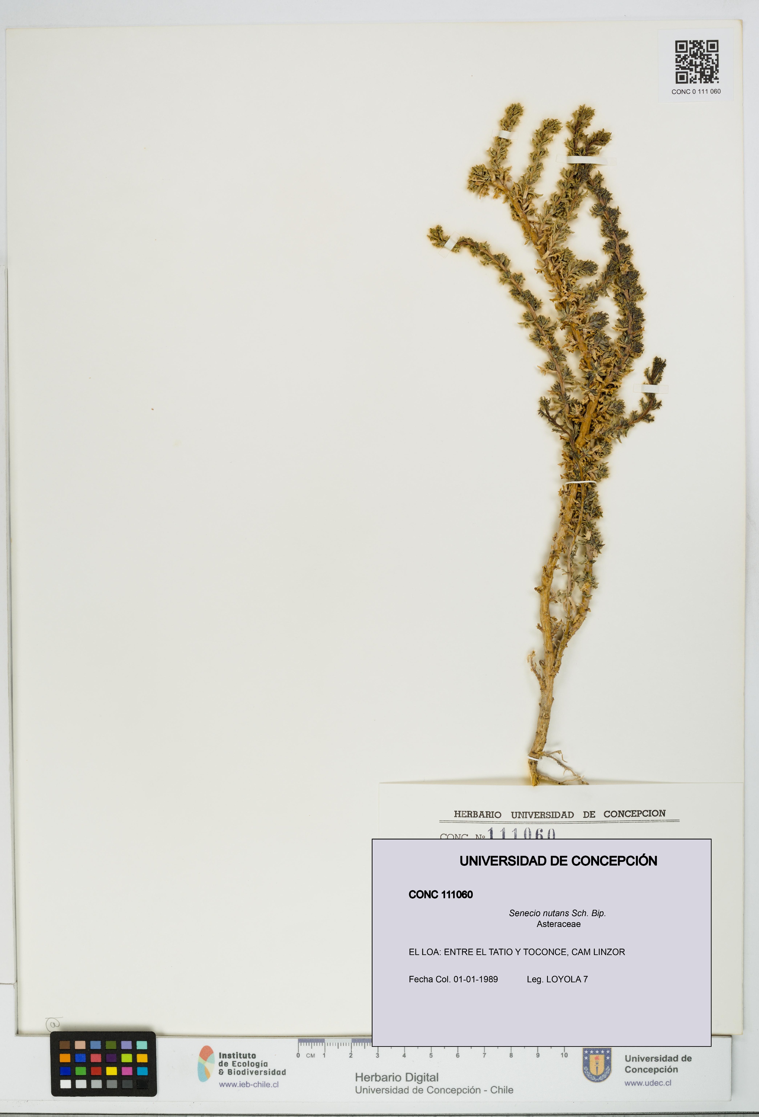 Senecio nutans [Espécimen: UDEC:CONC:0111060]