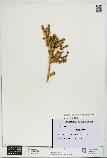 Senecio nutans [Espécimen: UDEC:CONC:0111061]