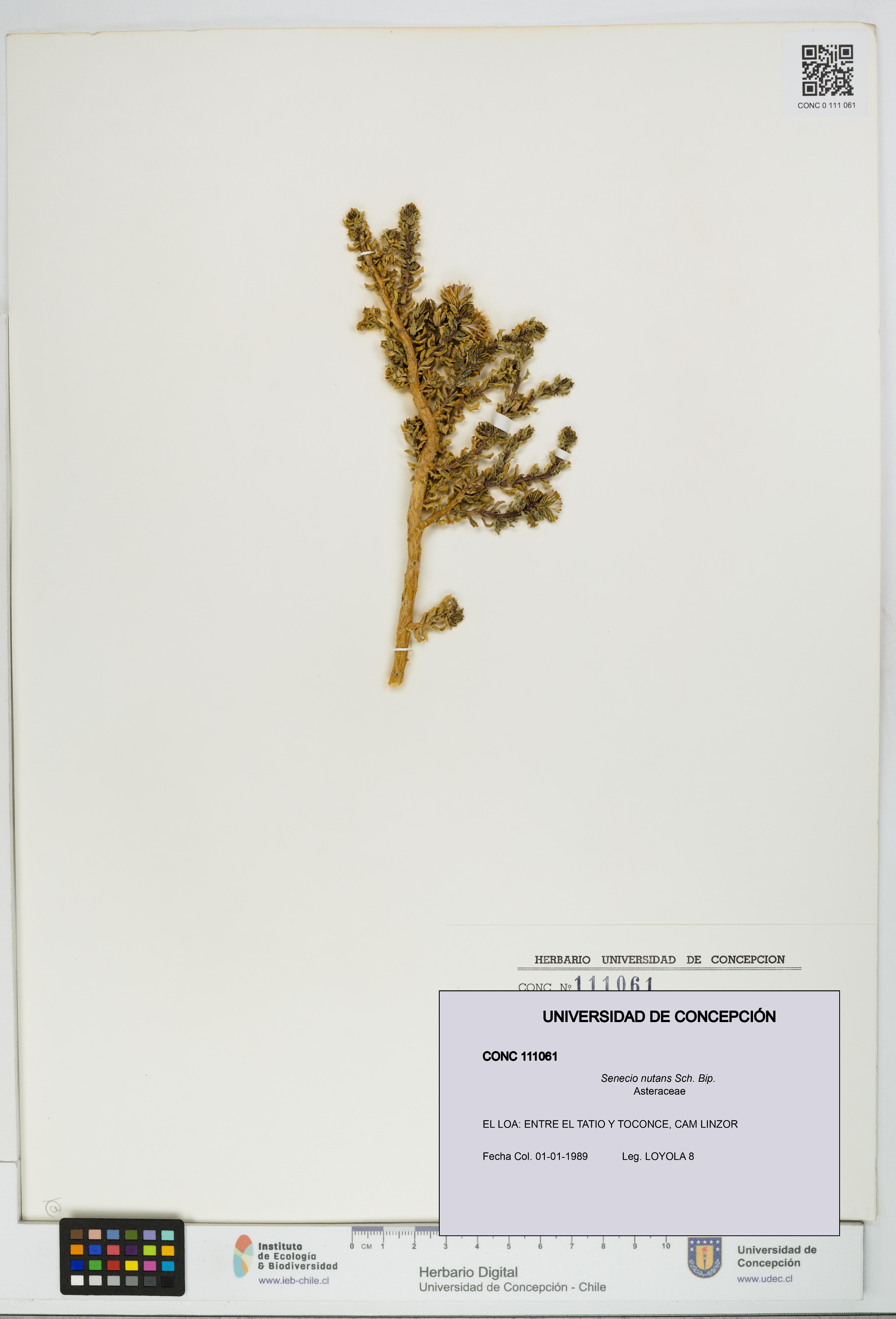 Senecio nutans [Espécimen: UDEC:CONC:0111061]