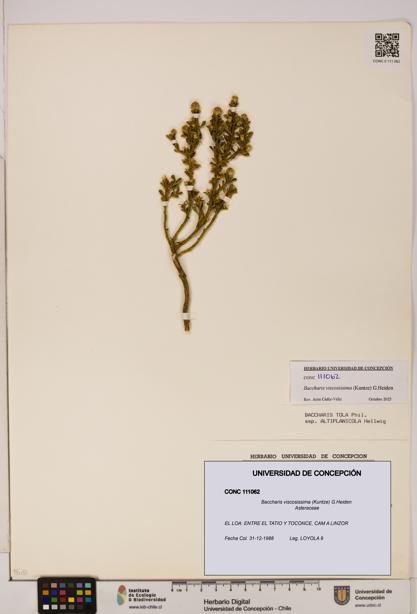 Baccharis tola [Espécimen: UDEC:CONC:0111062]