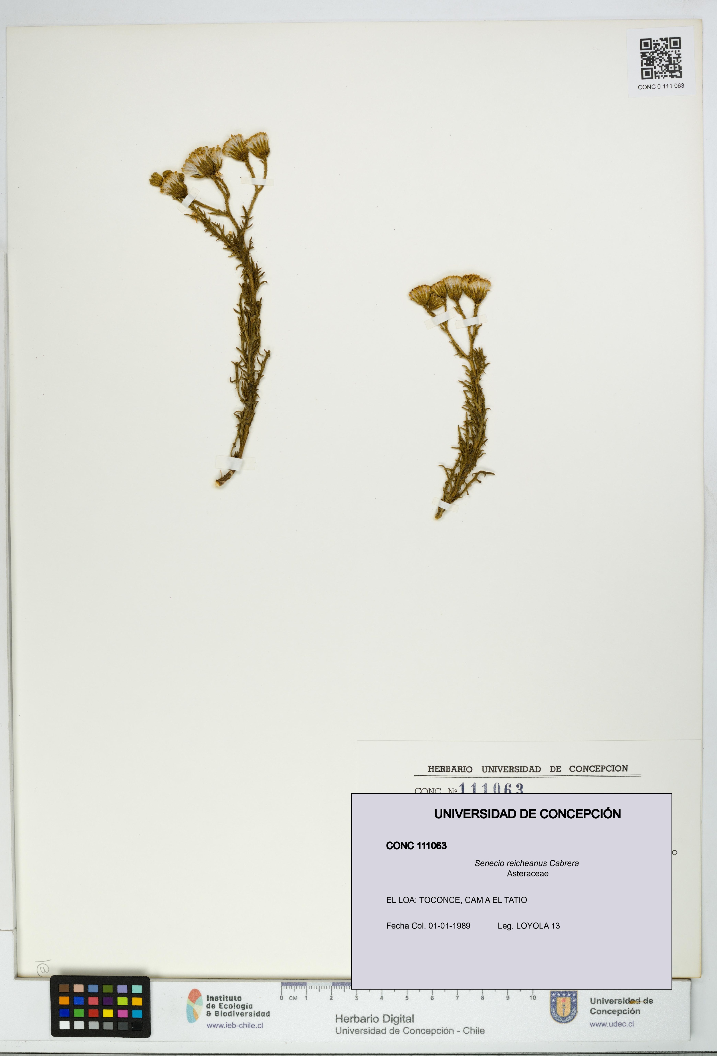 Senecio reicheanus [Espécimen: UDEC:CONC:0111063]