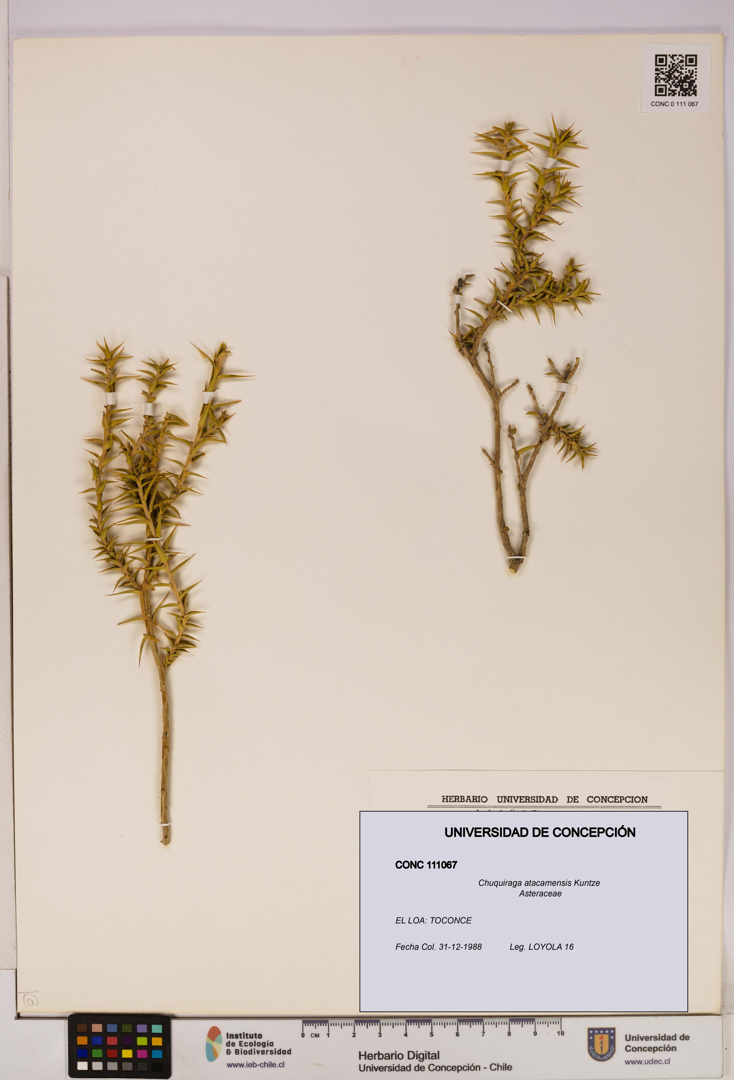 Chuquiraga atacamensis [Espécimen: UDEC:CONC:0111067]