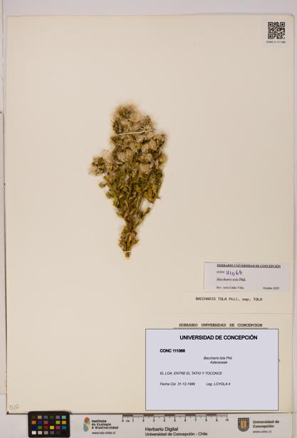 Baccharis tola [Espécimen: UDEC:CONC:0111068]