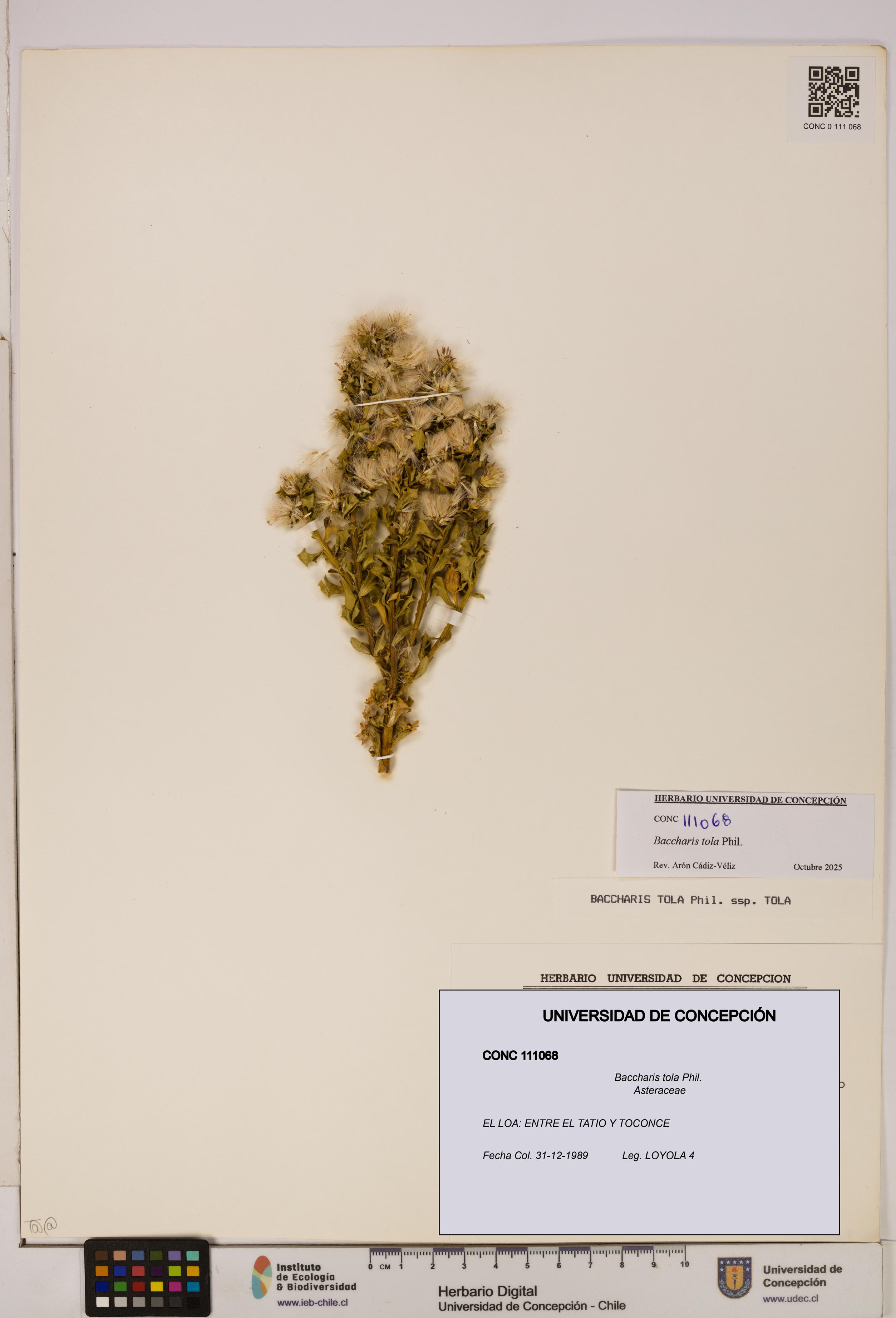 Baccharis tola [Espécimen: UDEC:CONC:0111068]