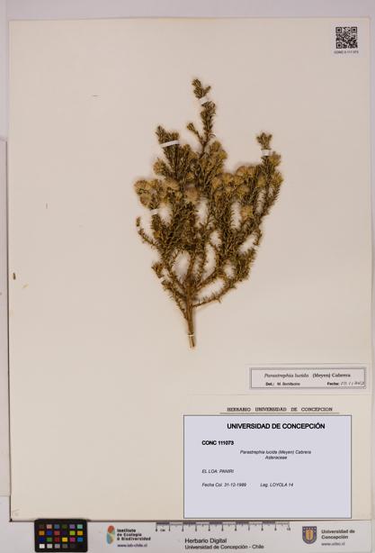 Parastrephia lucida [Espécimen: UDEC:CONC:0111073]