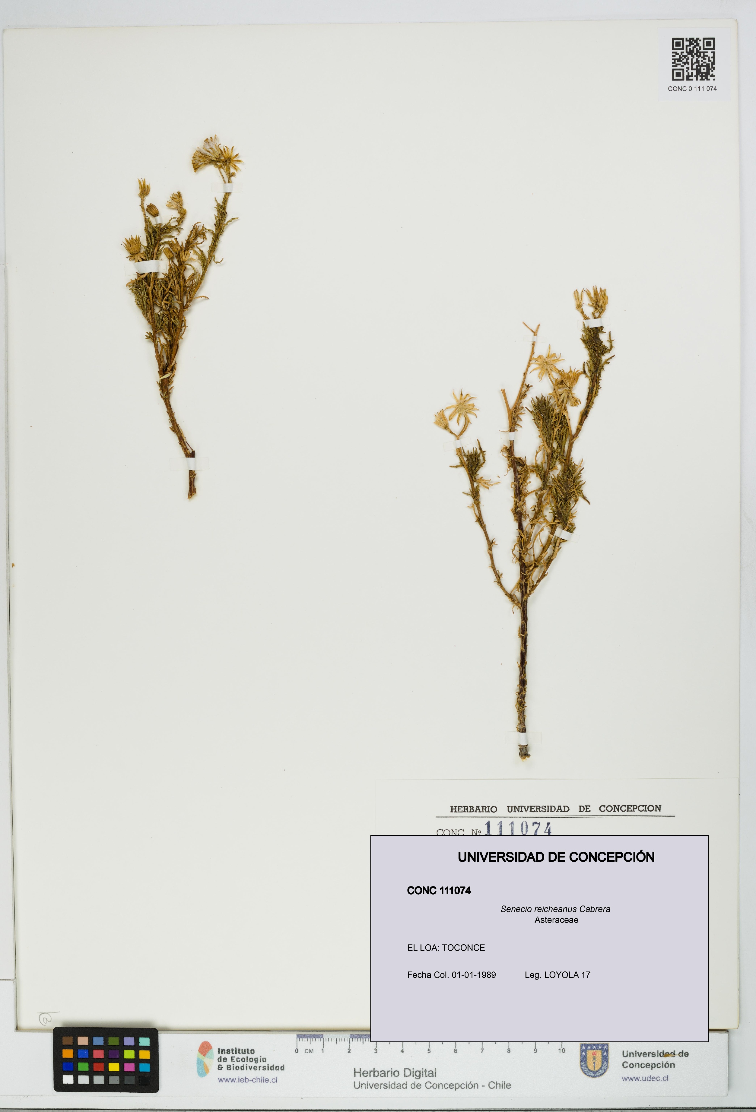 Senecio reicheanus [Espécimen: UDEC:CONC:0111074]