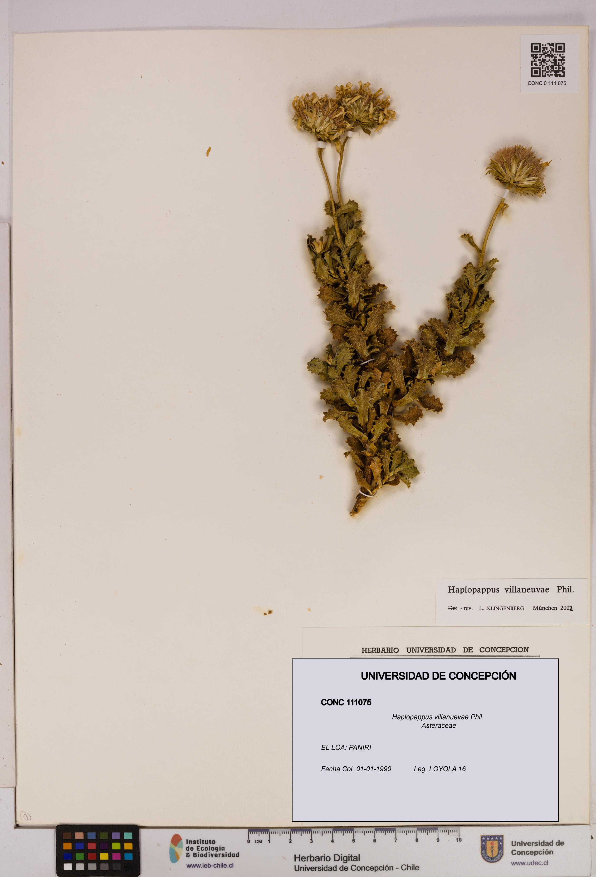 Haplopappus villanuevae [Espécimen: UDEC:CONC:0111075]